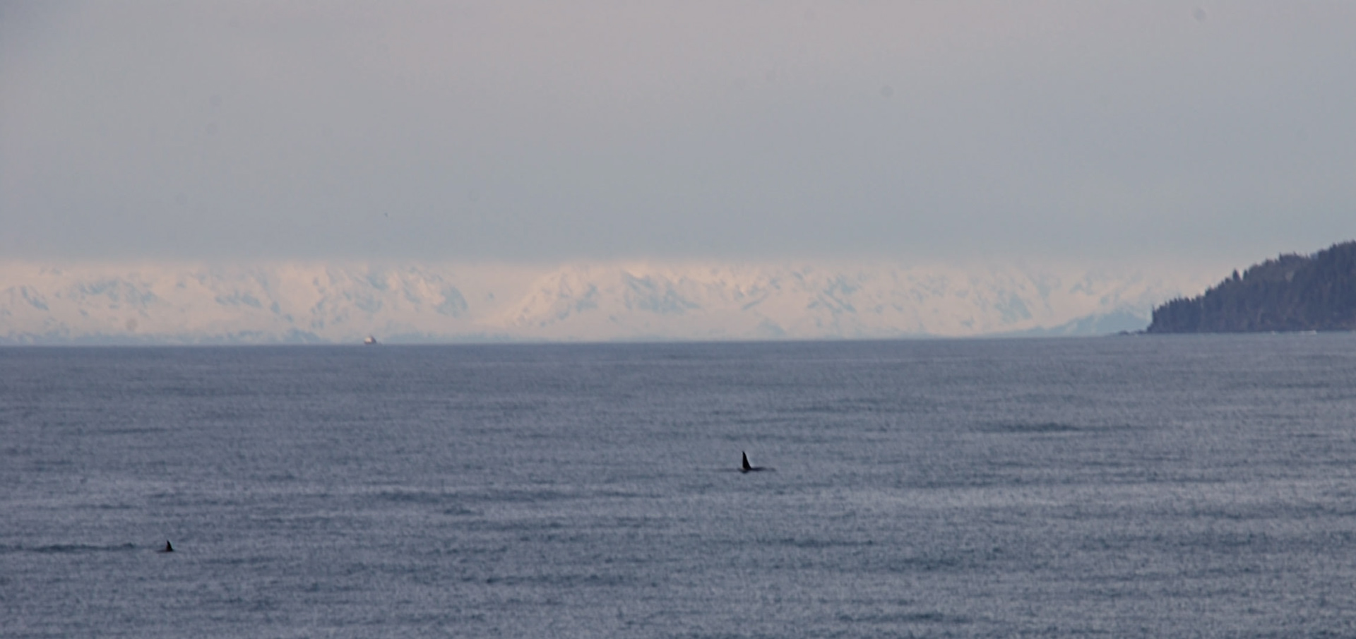 The glacier in the background, foggy day, the picture is taken from the sea. In the water are to see the back of 2 sharks. A baby and the adult probably. :) 