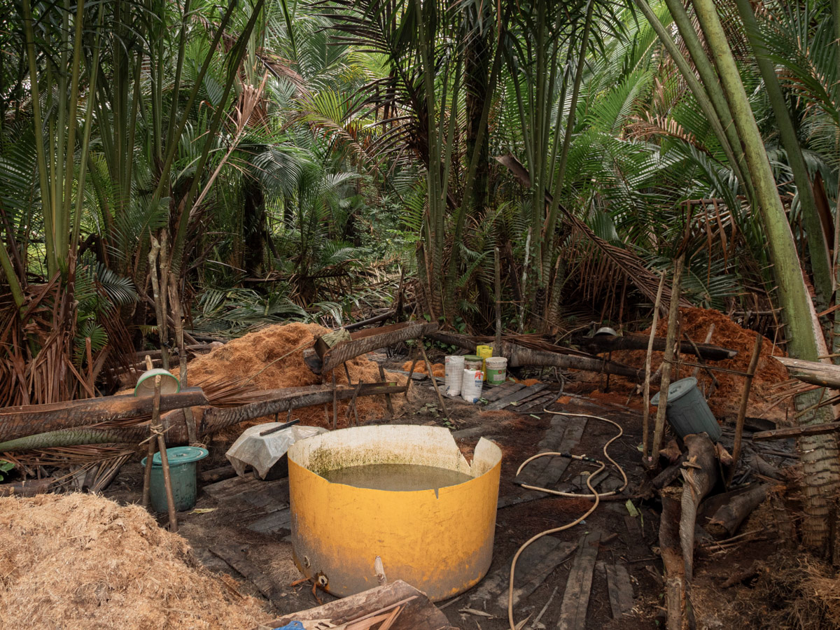 A nokok (sago harvesting area) in the middle of a sago hamlet in Manggroholo-Sira village, Saifi district, South Sorong Regency, Southwest Papua, September 20, 2023. A sago hamlet is the name for the land where sago is grown, a staple food for the Papuan people. Approximately 120 hectares of sago palms surround Manggroholo-Sira village, supporting food and economic needs.