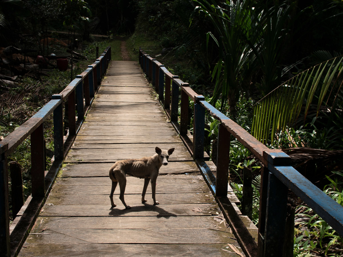 A dog guards the bridge to the village forest in Sira-Manggroholo village.