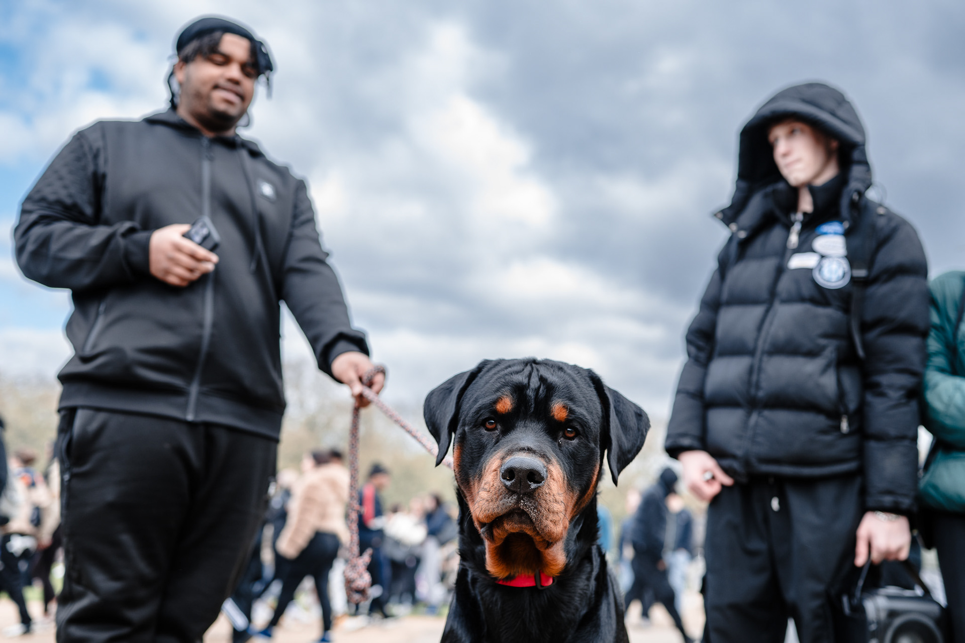 A Rottweiler looks curiously at the camera with owner and friend in the background.