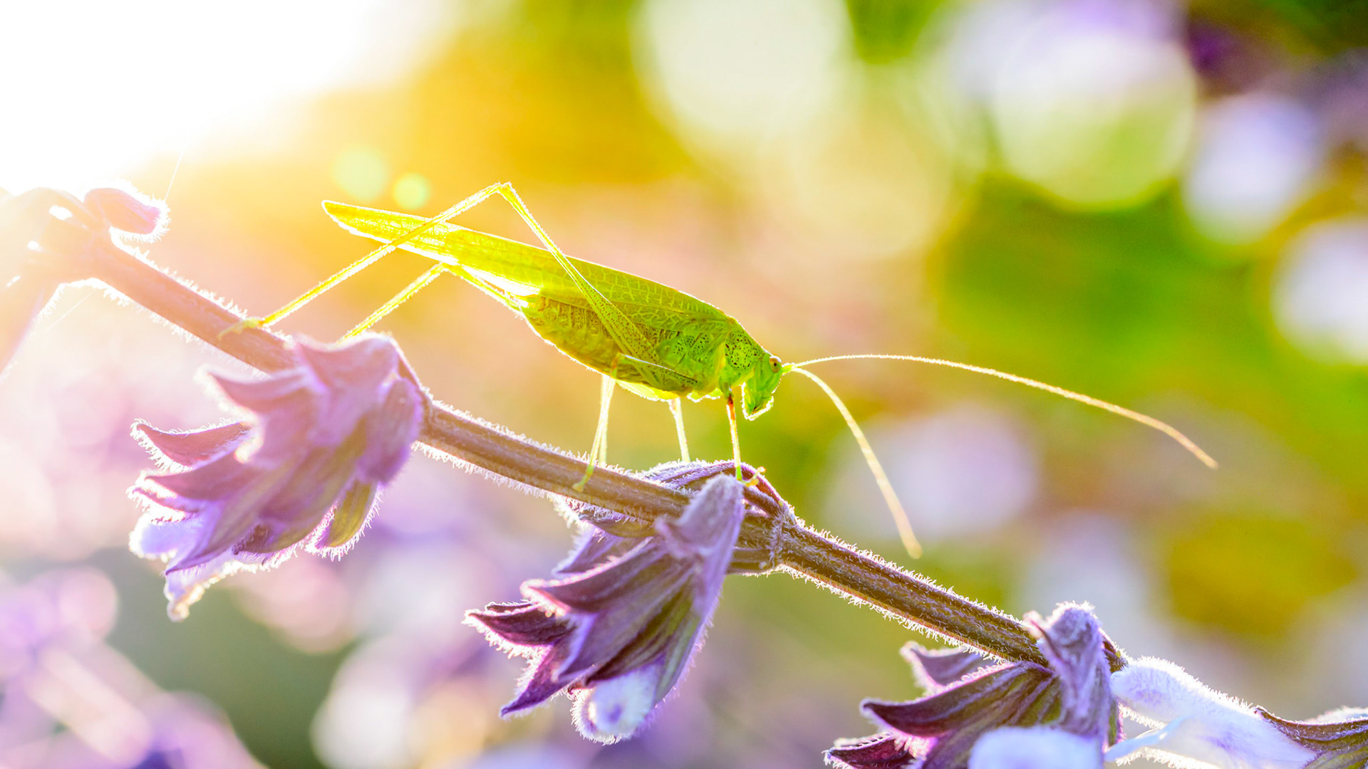 GRASHOPPER in BACKLIGHT