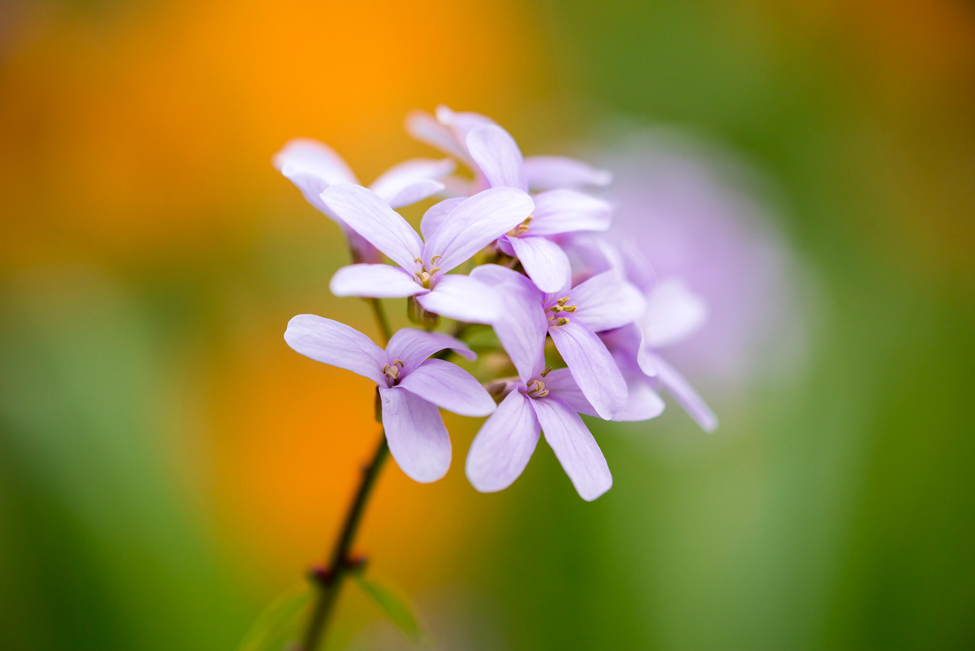 SPRING MAUVE