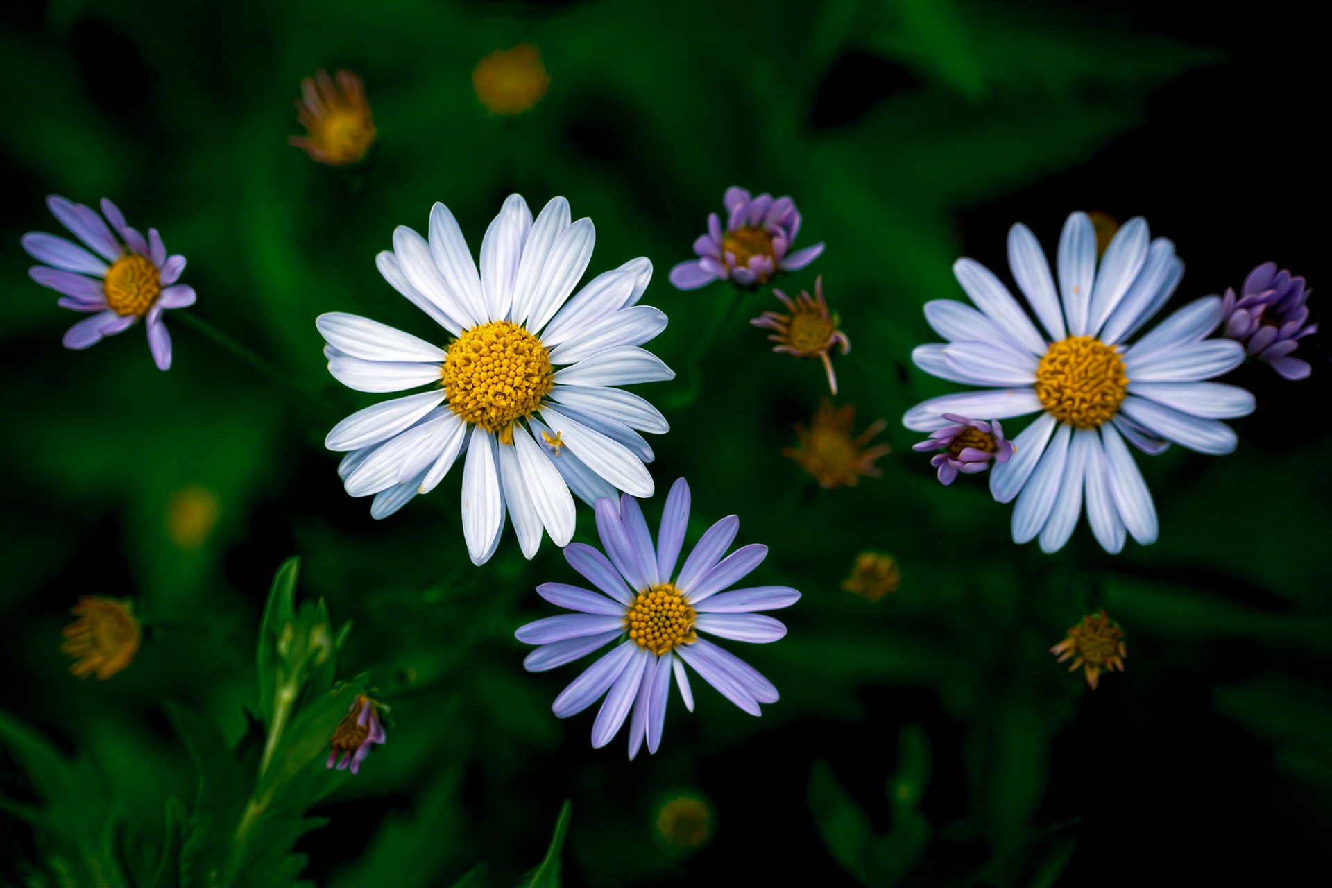 DAISY