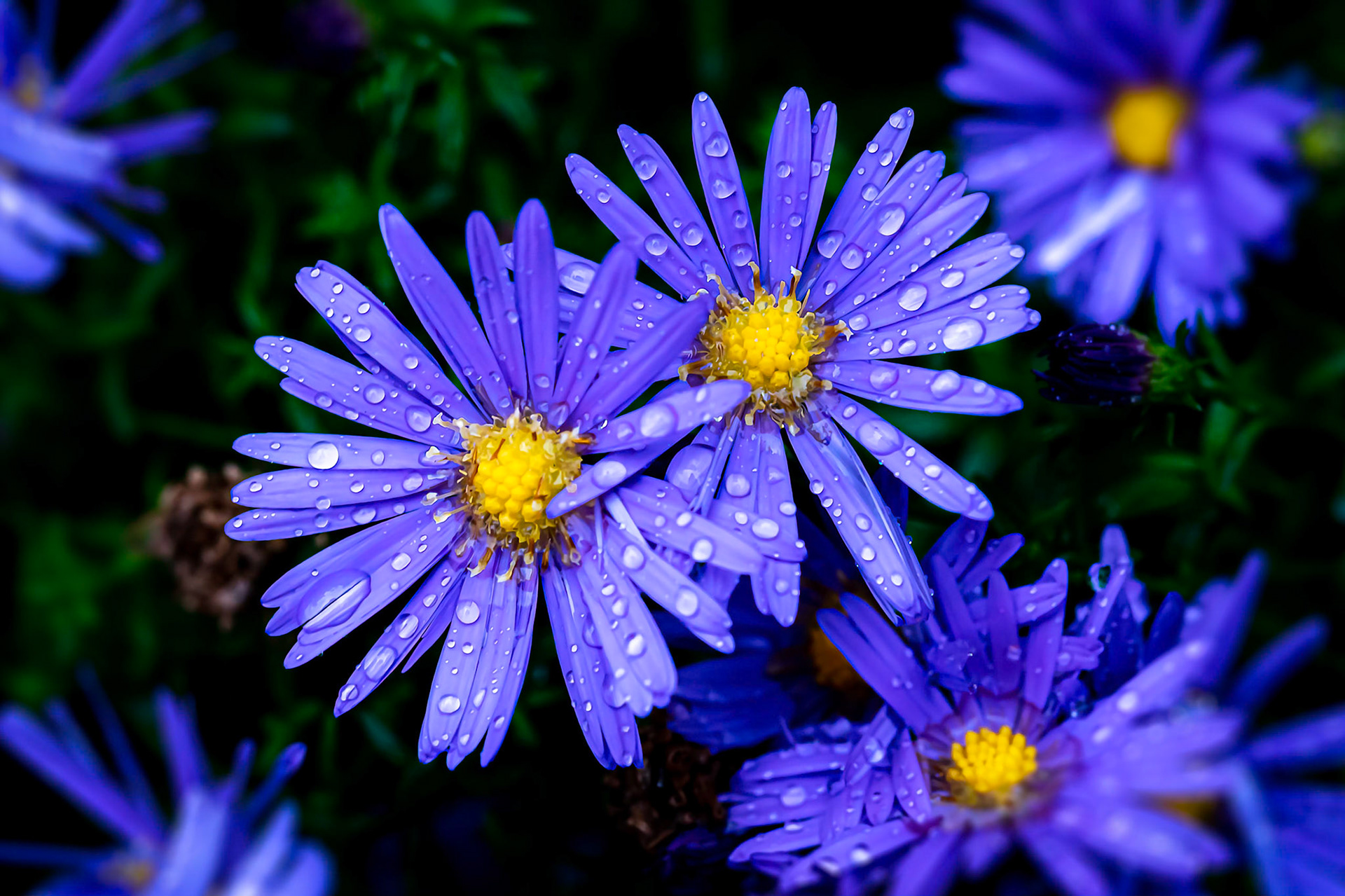 VIOLETS in RAIN