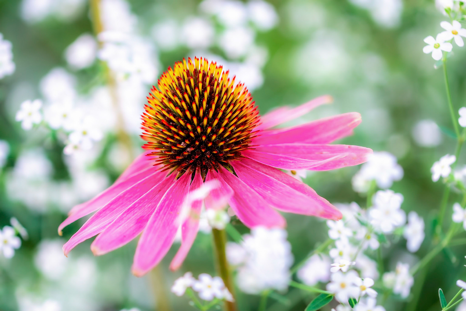 PINK on WHITE
