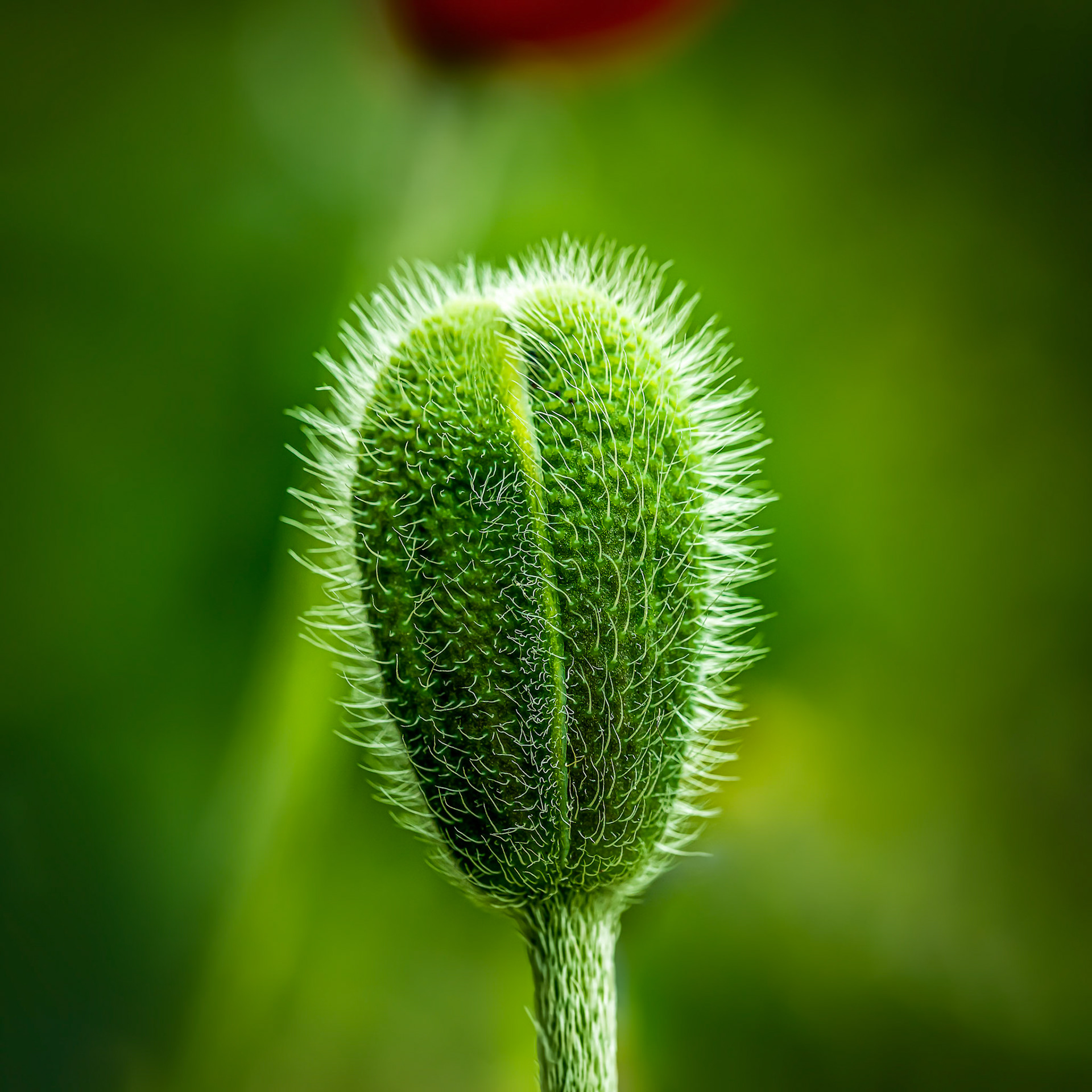 GREEN POPPY