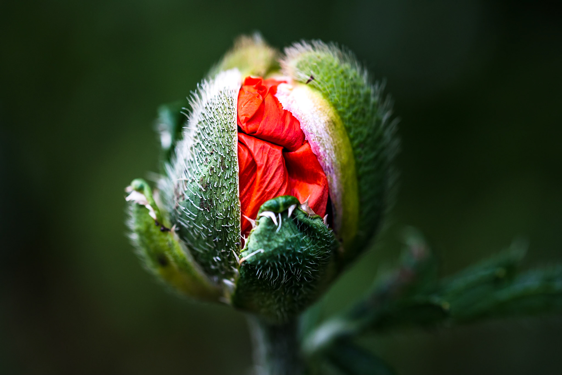 HATCHING