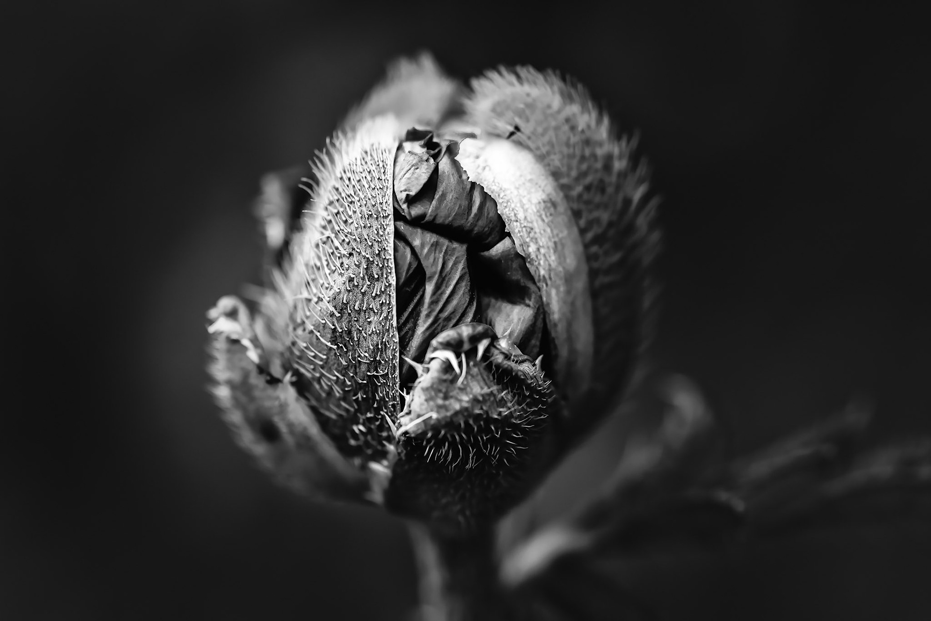 HATCHING - Weinheim, Germany