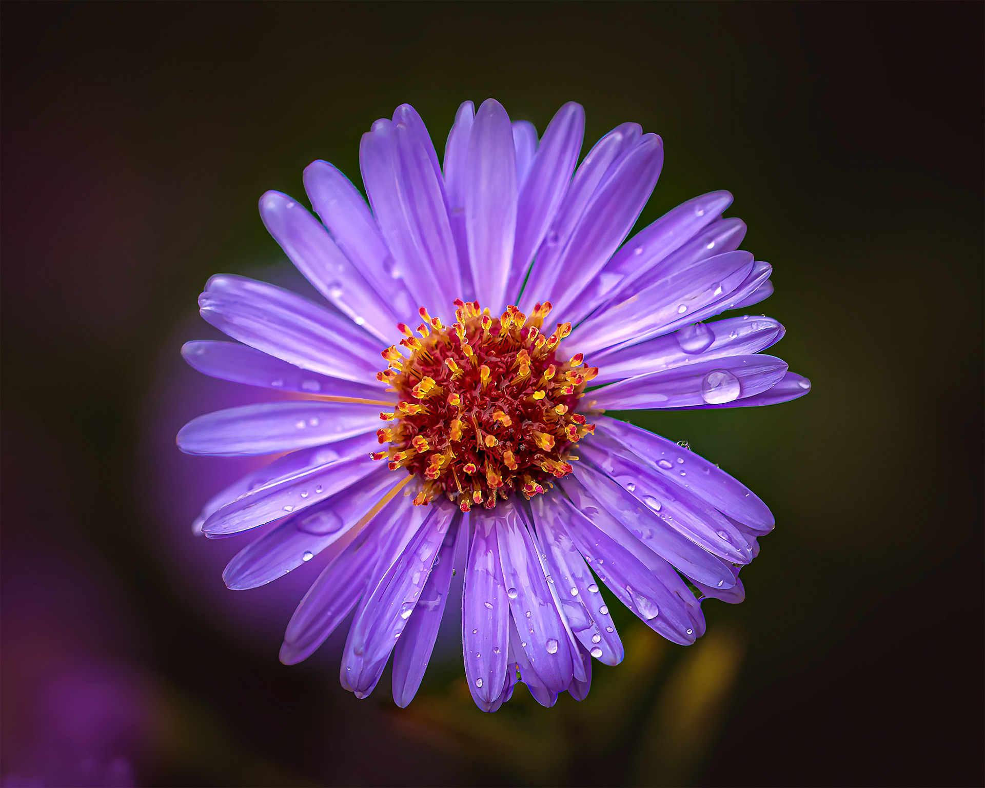 WET VIOLET