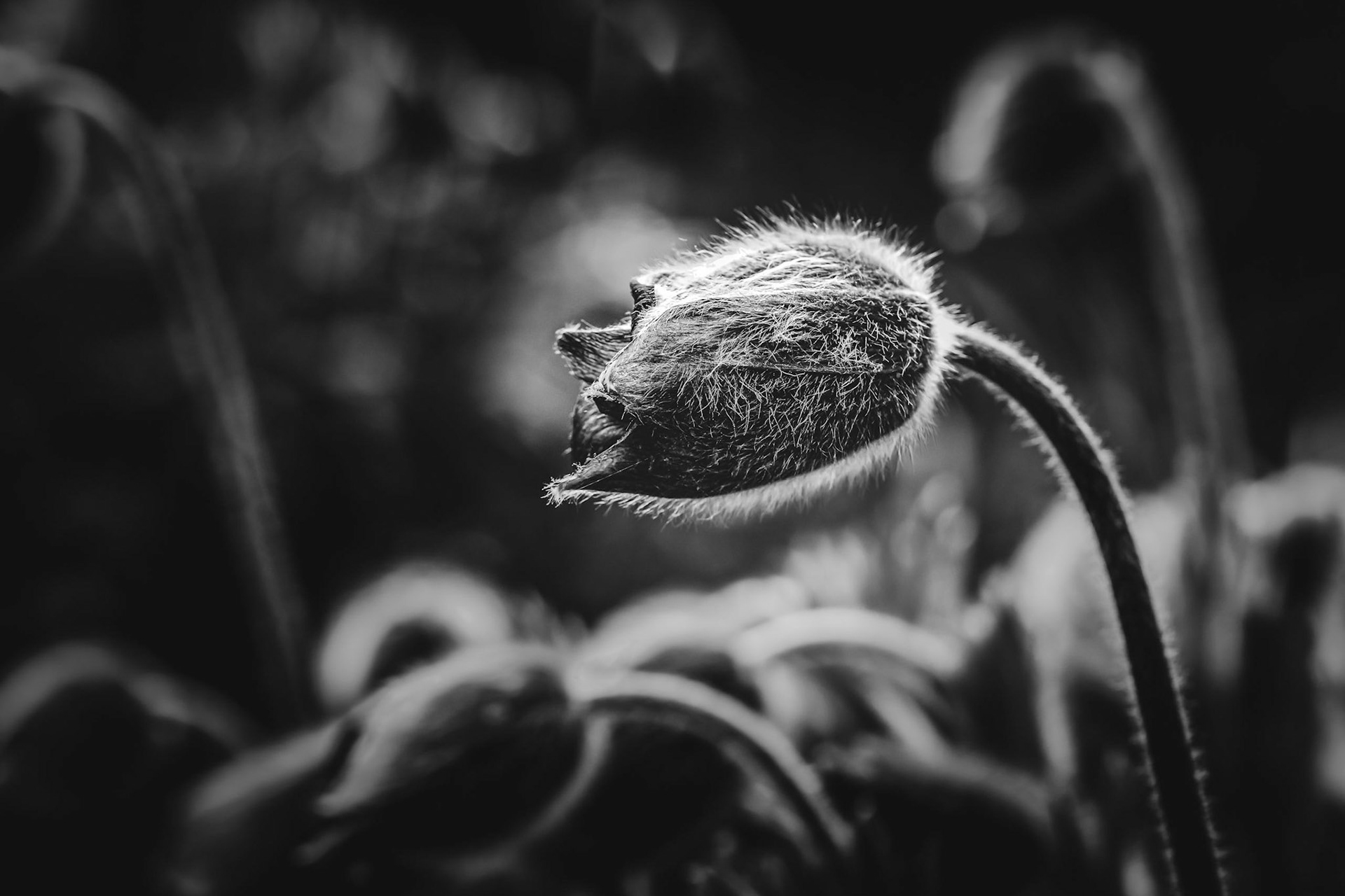 FURRY TULIP