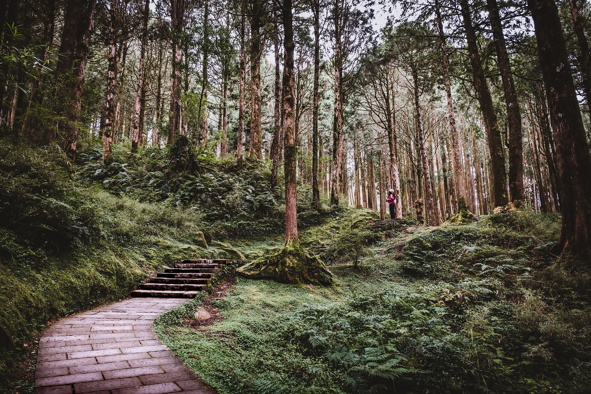 ALISHAN WALK - Taiwan