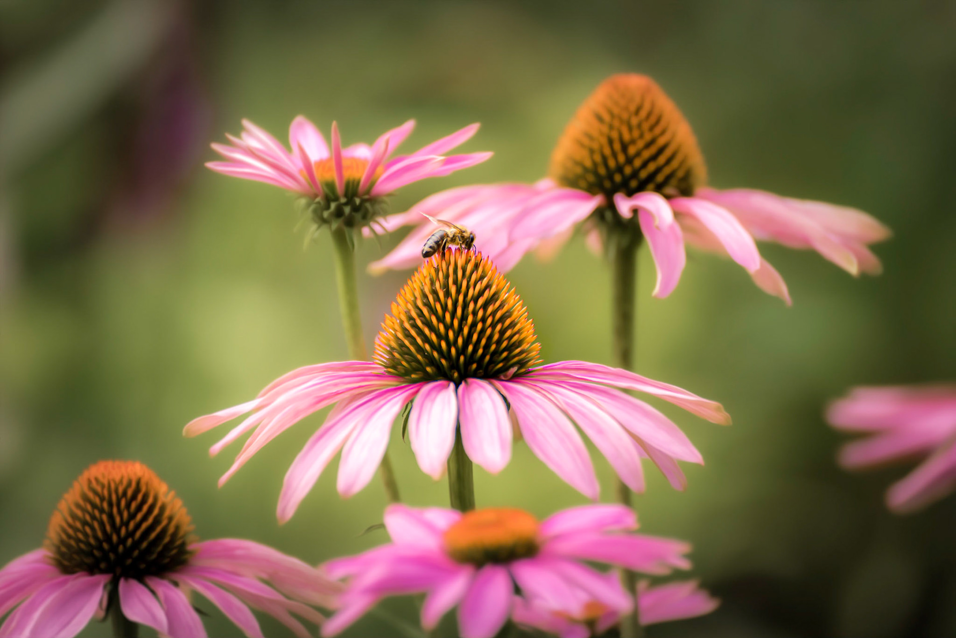 ECHINACEA SUMMER