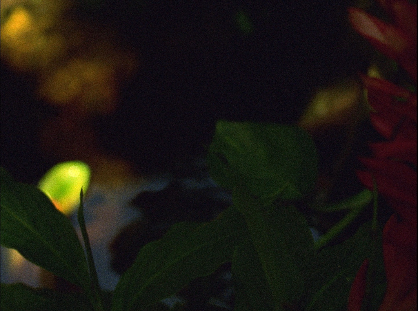 A Tree is like a Man (2019) by Thorbjorg Jonsdottir En la maloca de Don Williams