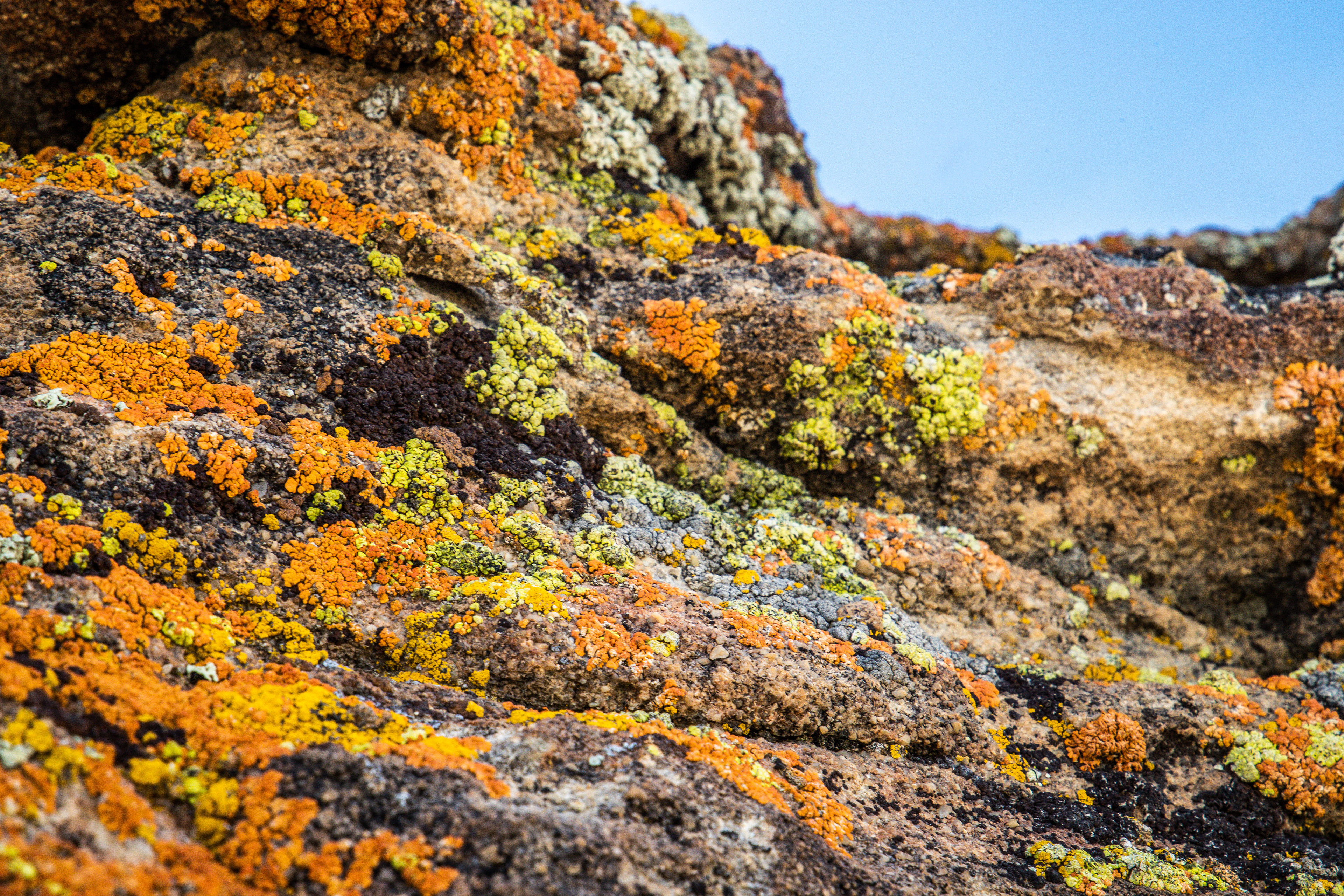 Red Desert Lichen