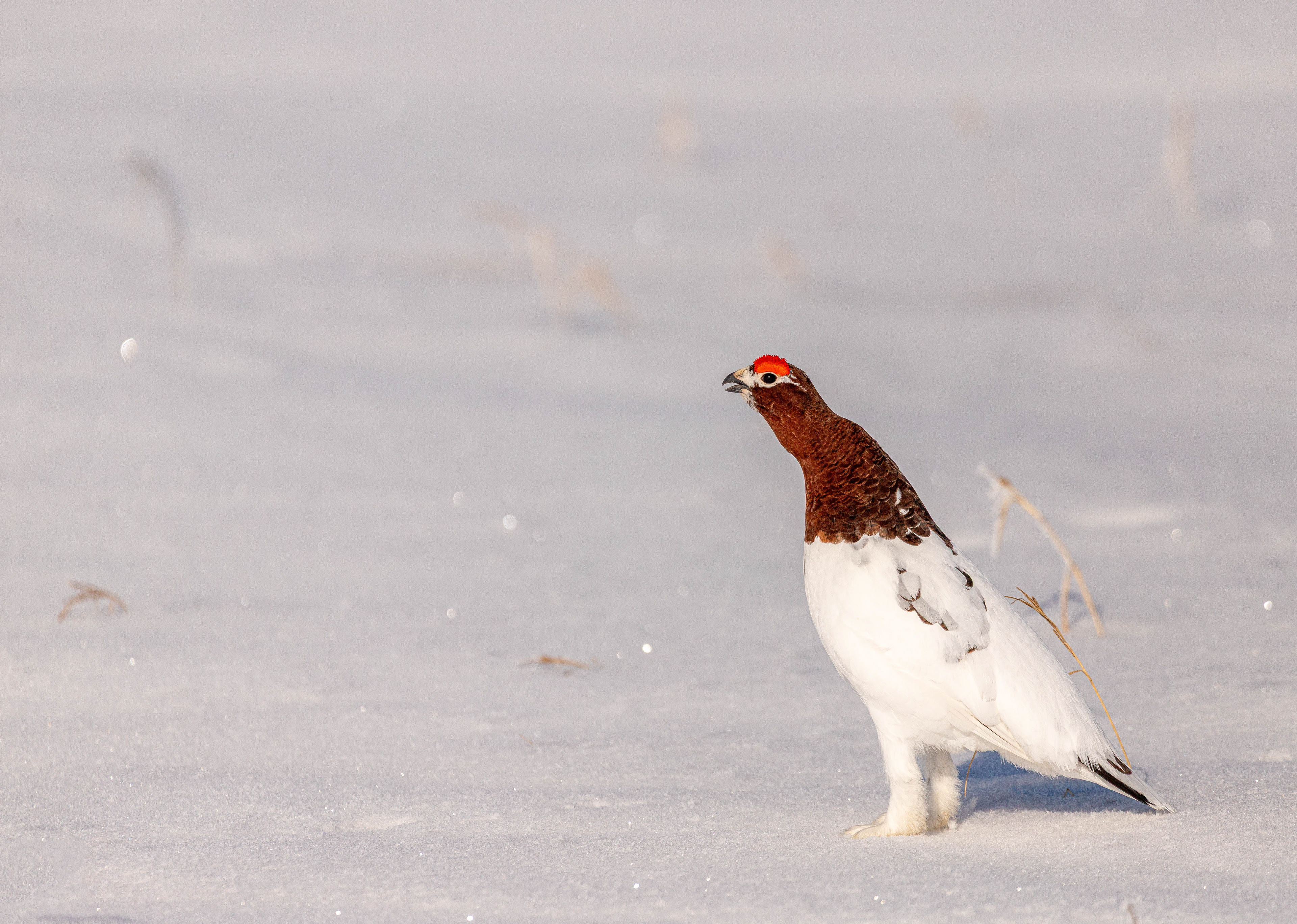Willow Ptarmigan Warning