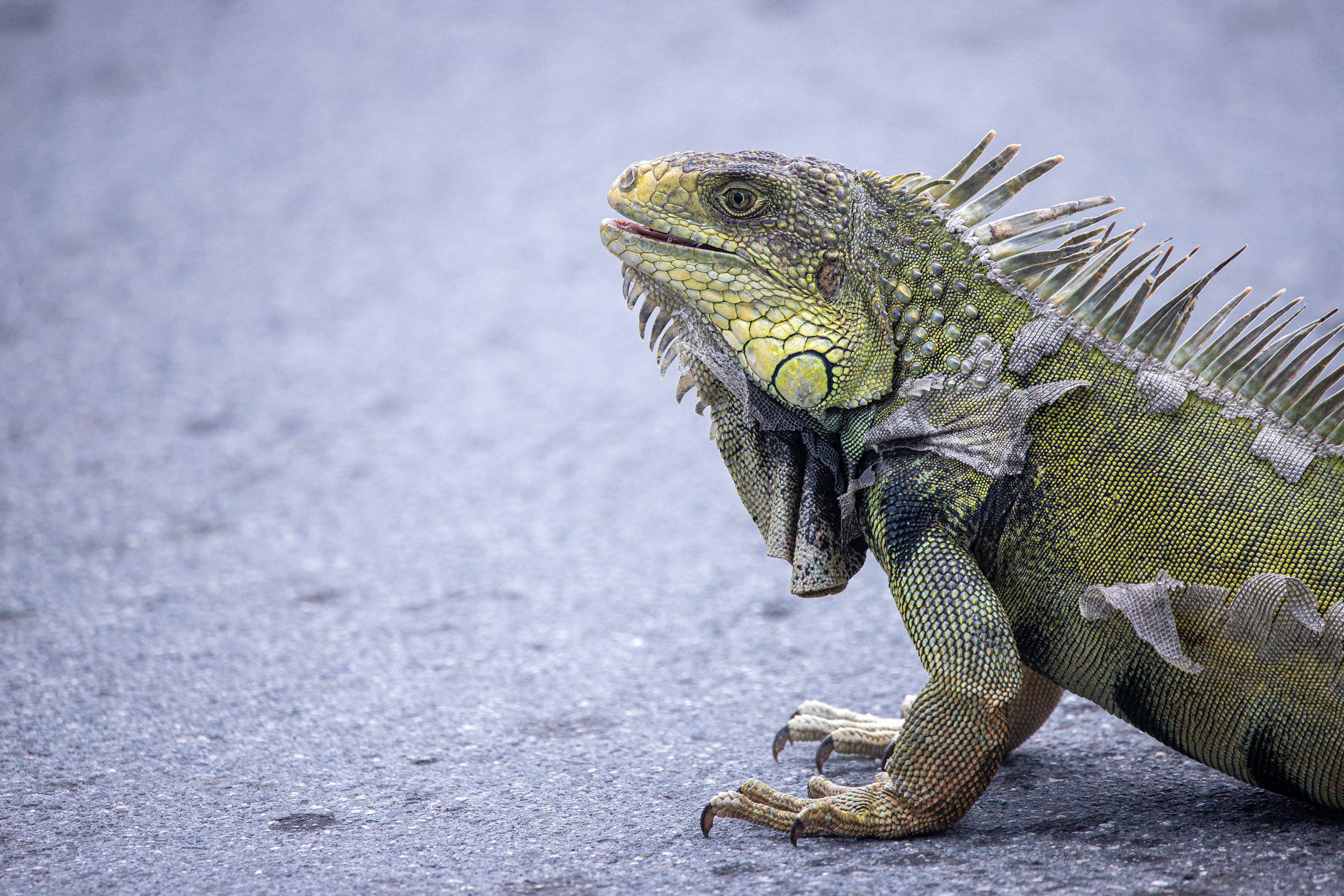 Old Iguana 1, Puerto Rico