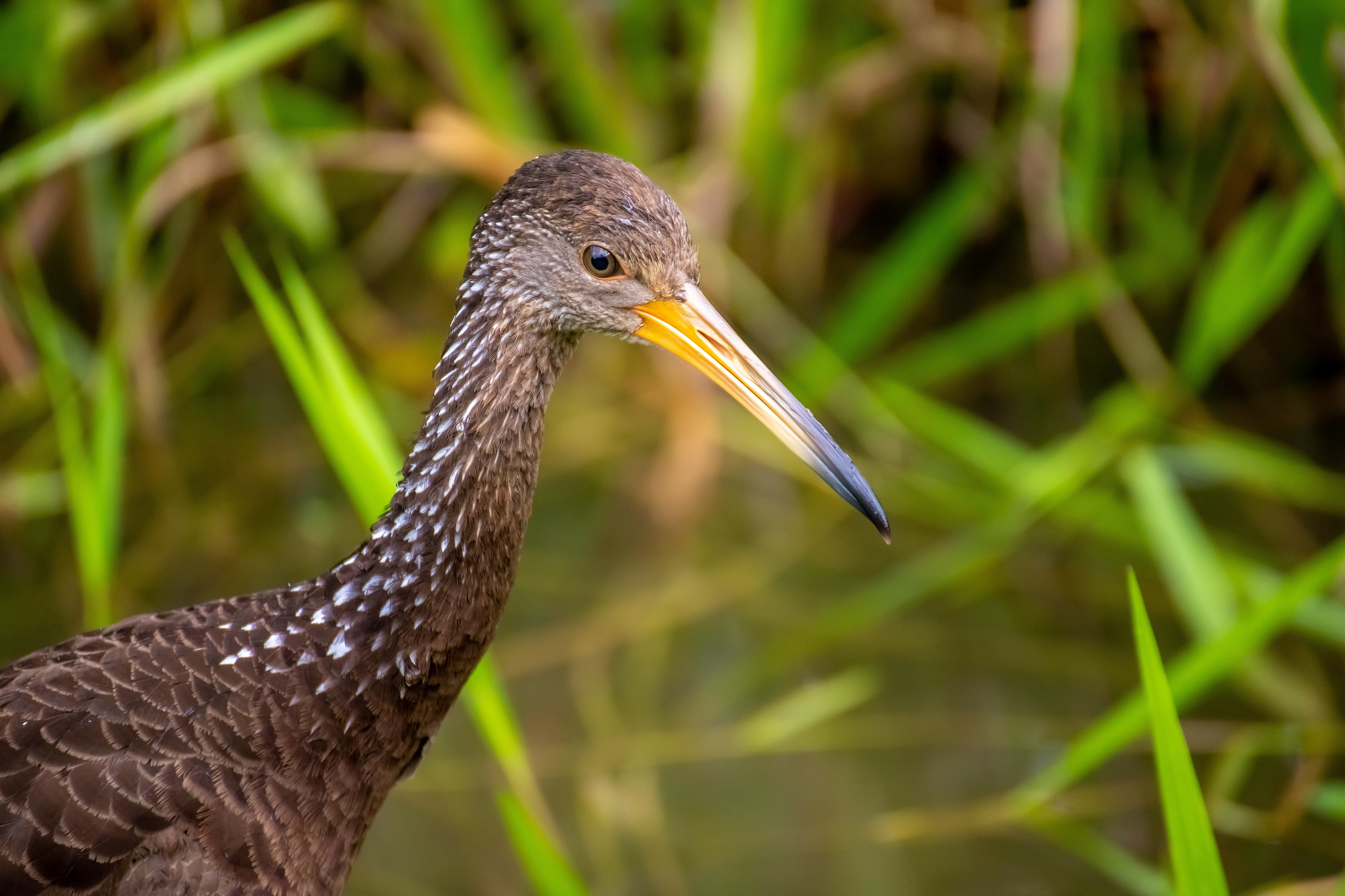 Limpkin, Peru