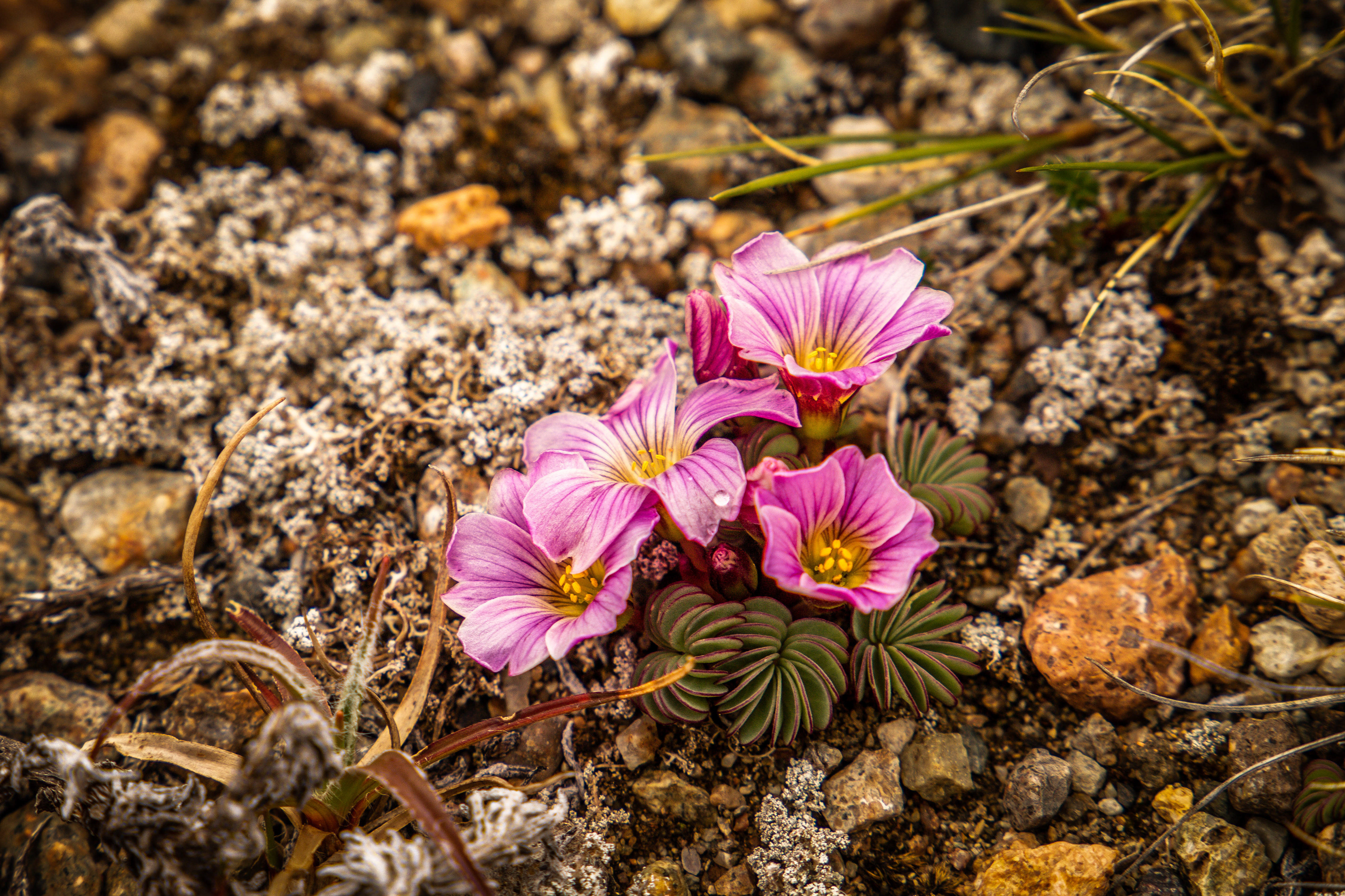 Tiny Flower 2