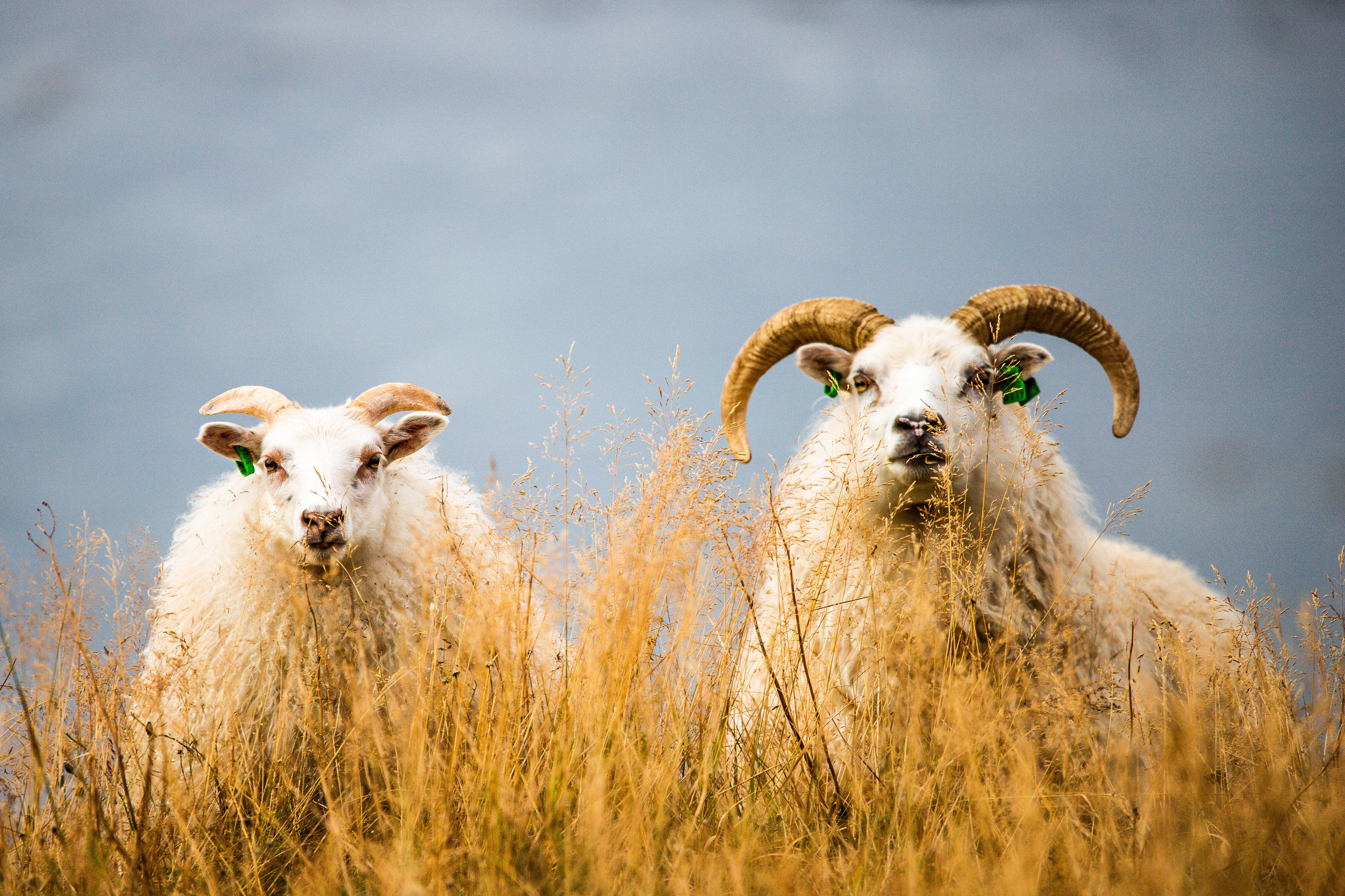 American Gothic Sheep, Iceland