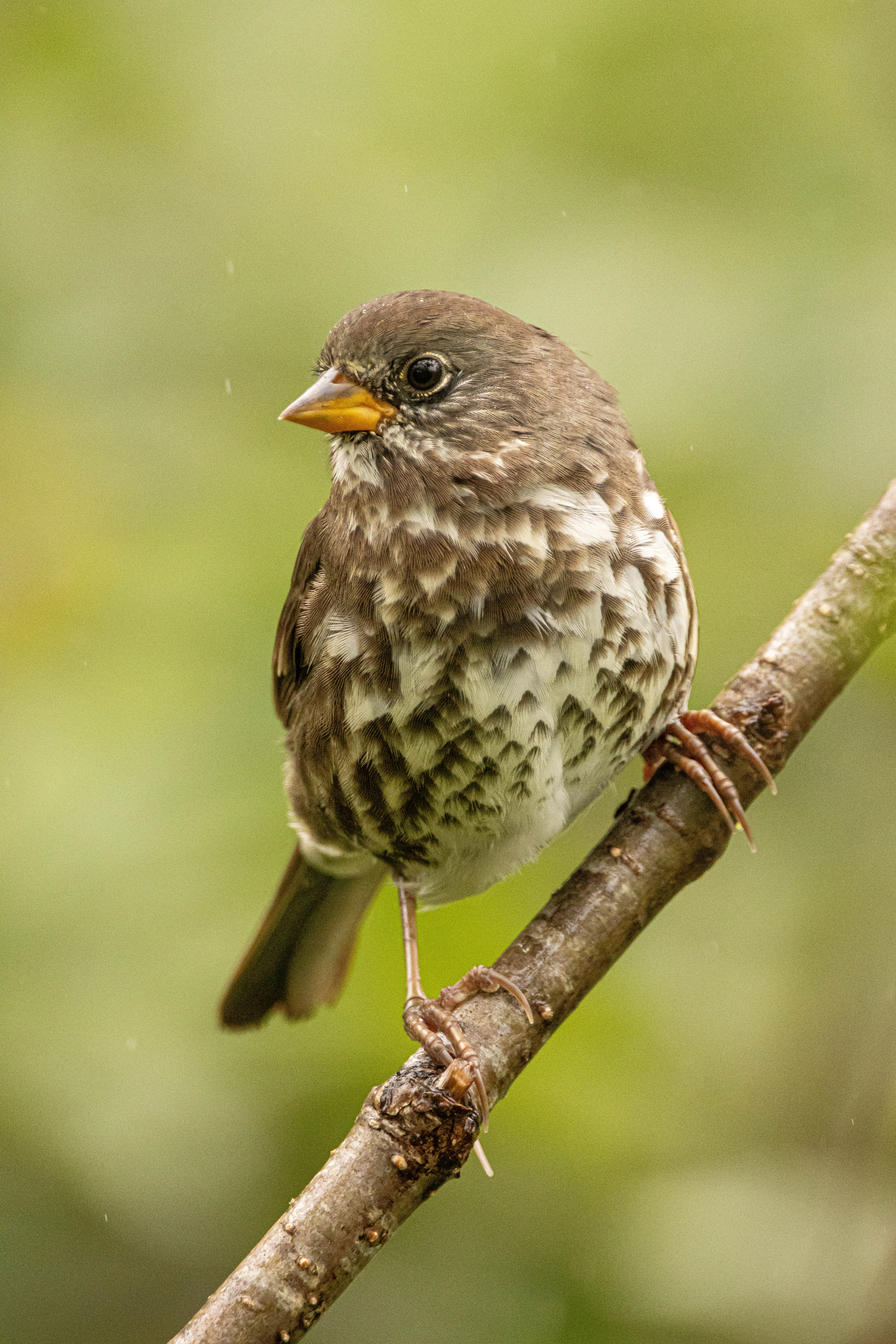 Fox Sparrow, Alaska