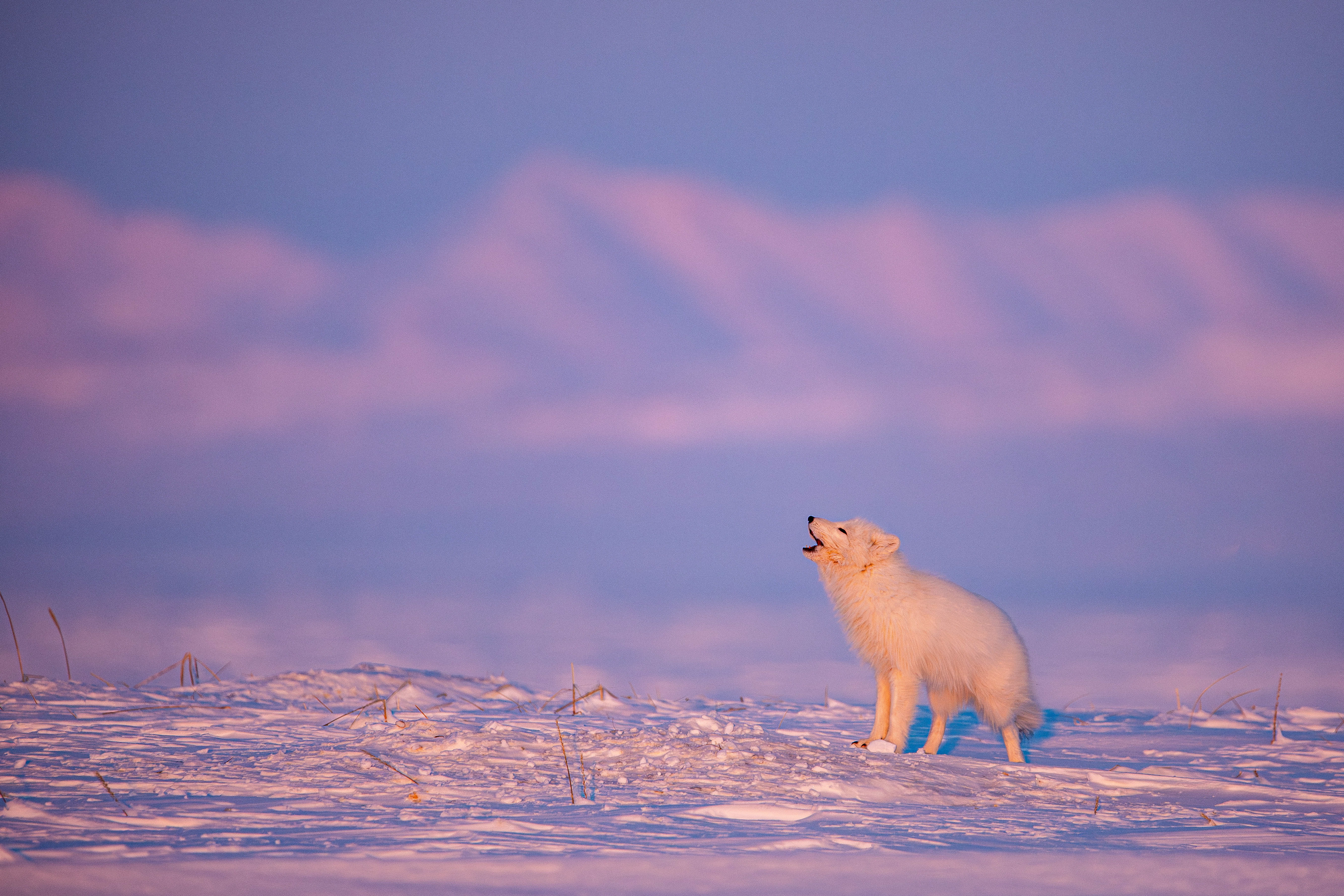 The Littlest Awooo