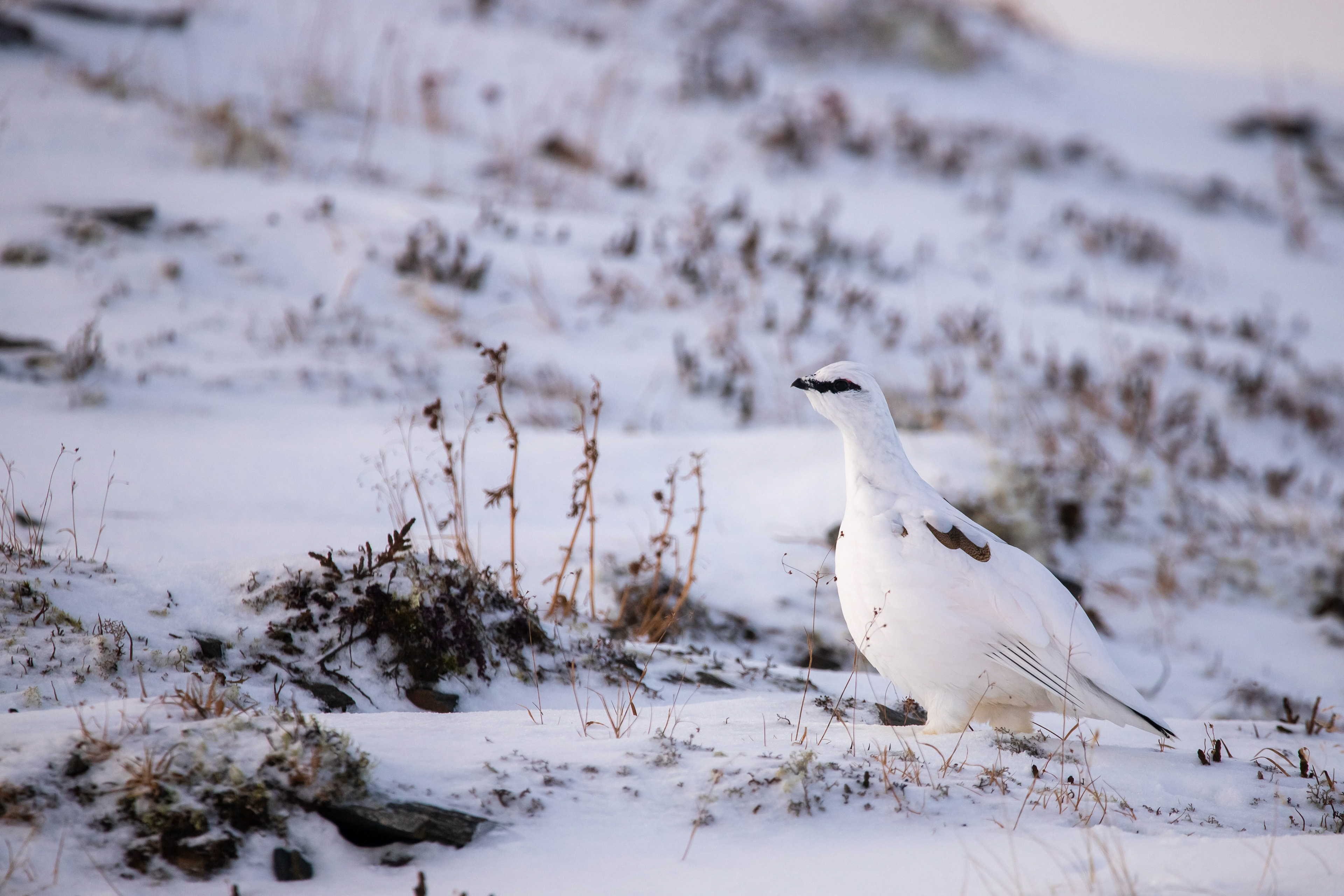 Autumn Ptarmigan 2