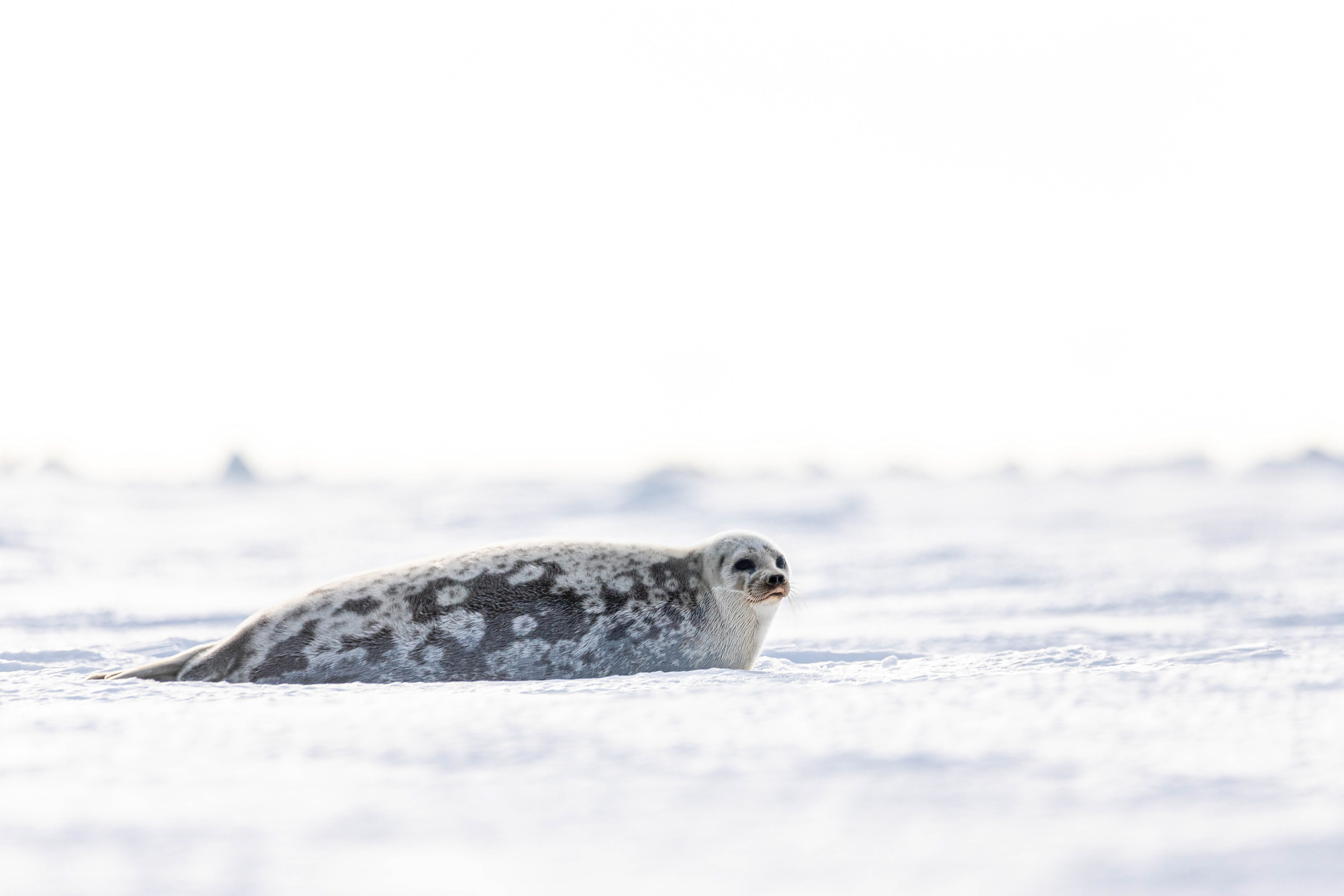 Ringed Seal