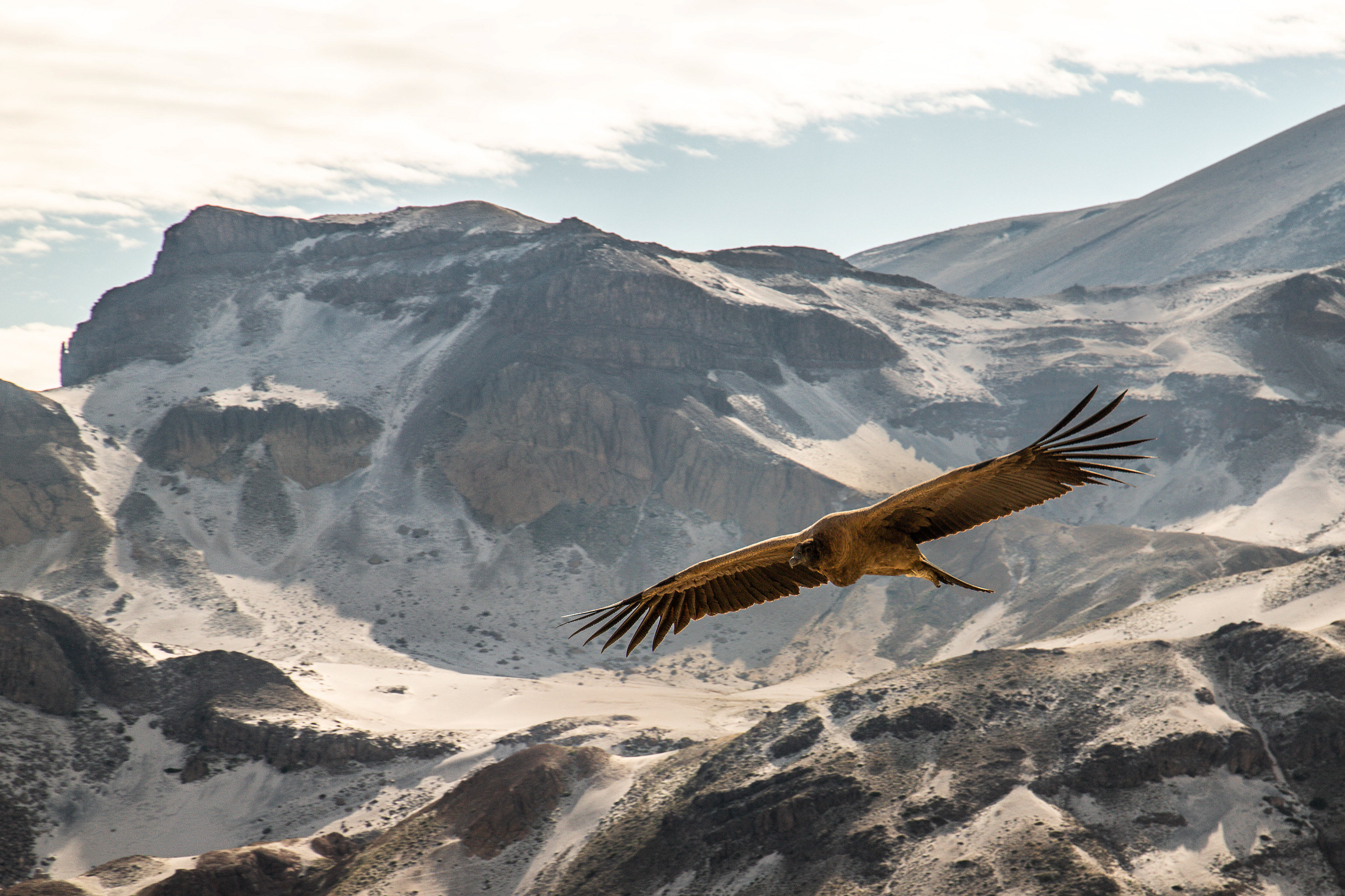 Andean Condor, Chile