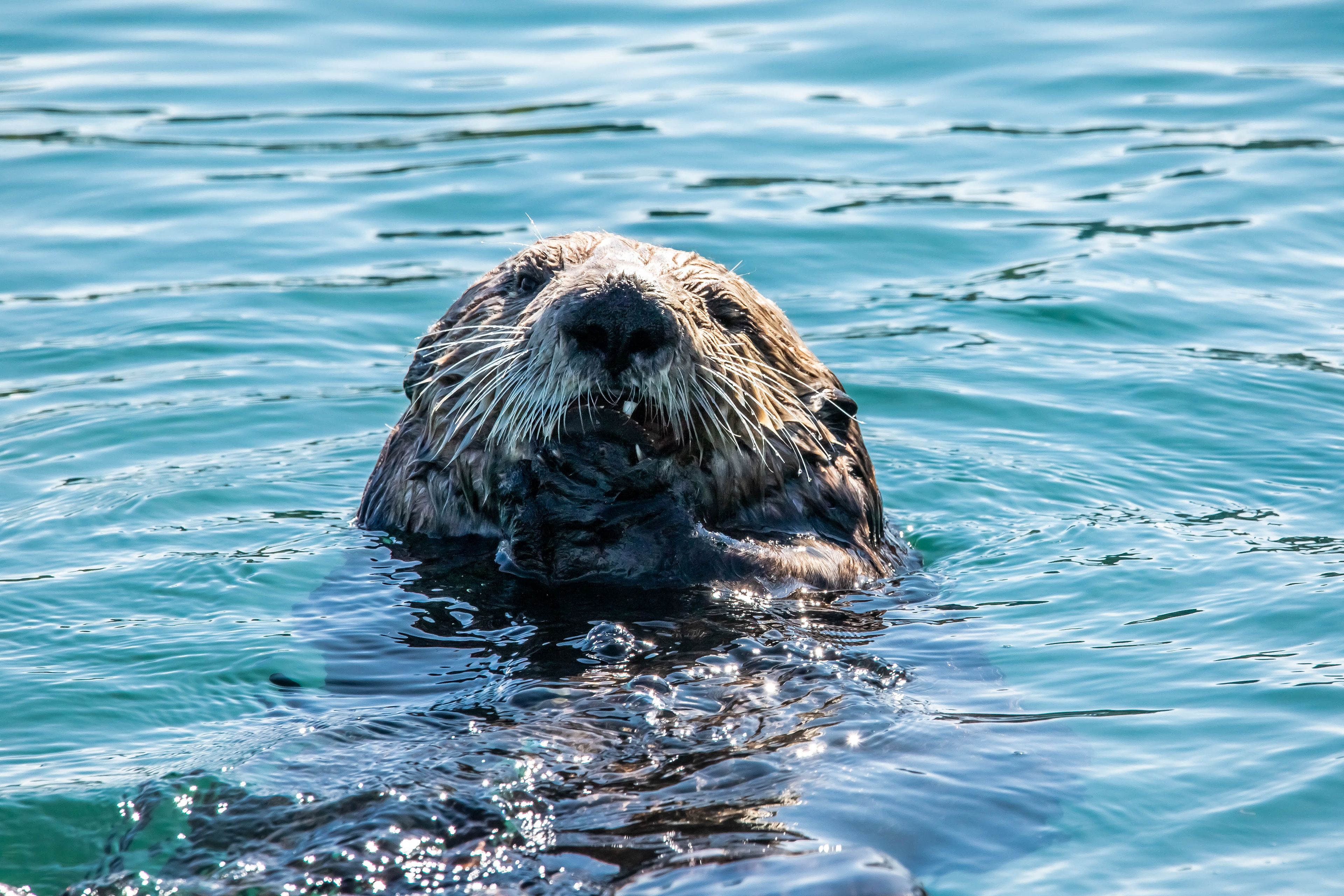 Sea Otter, Alaska