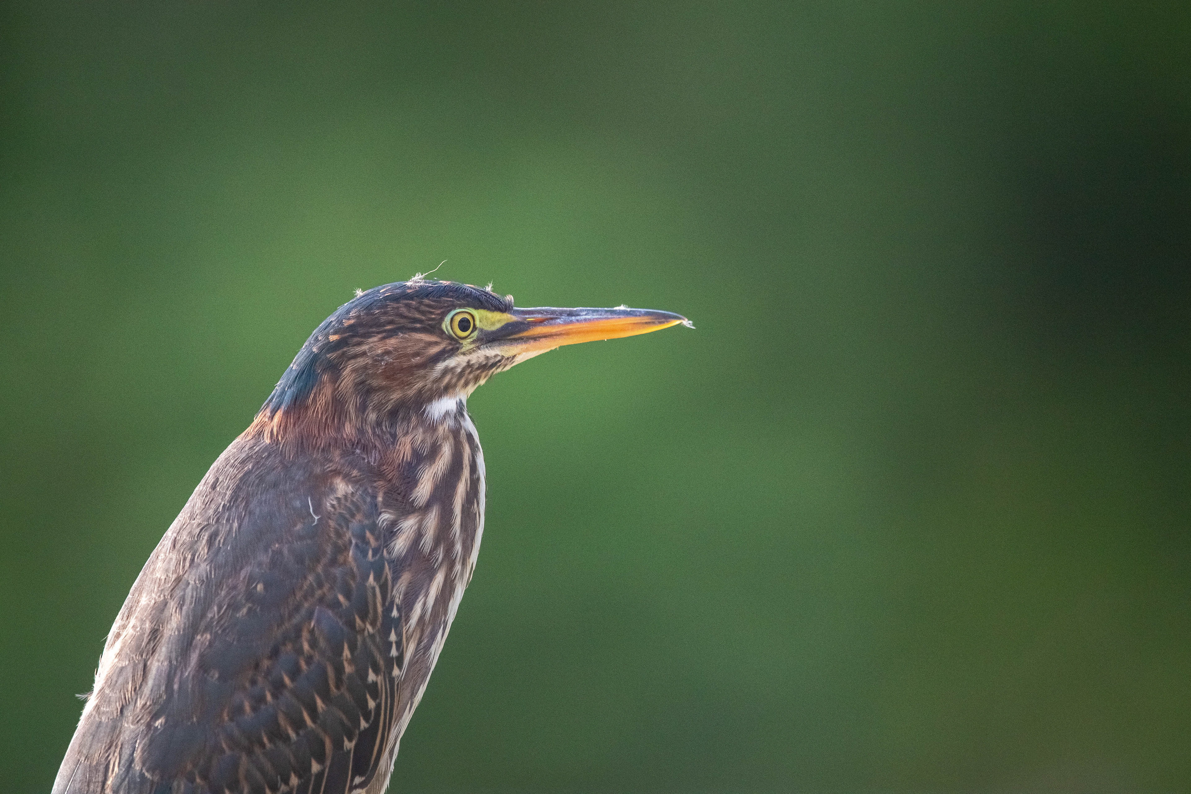 Green Heron, Puerto Rico