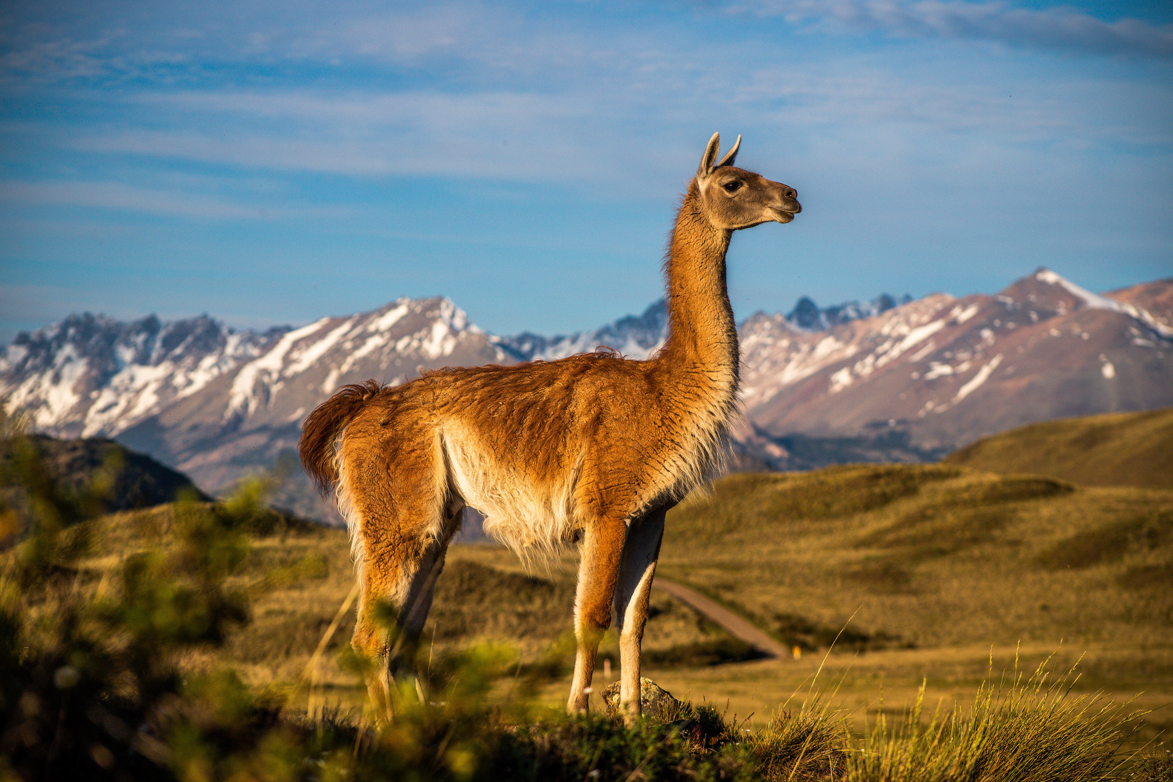 Guanaco, Chile