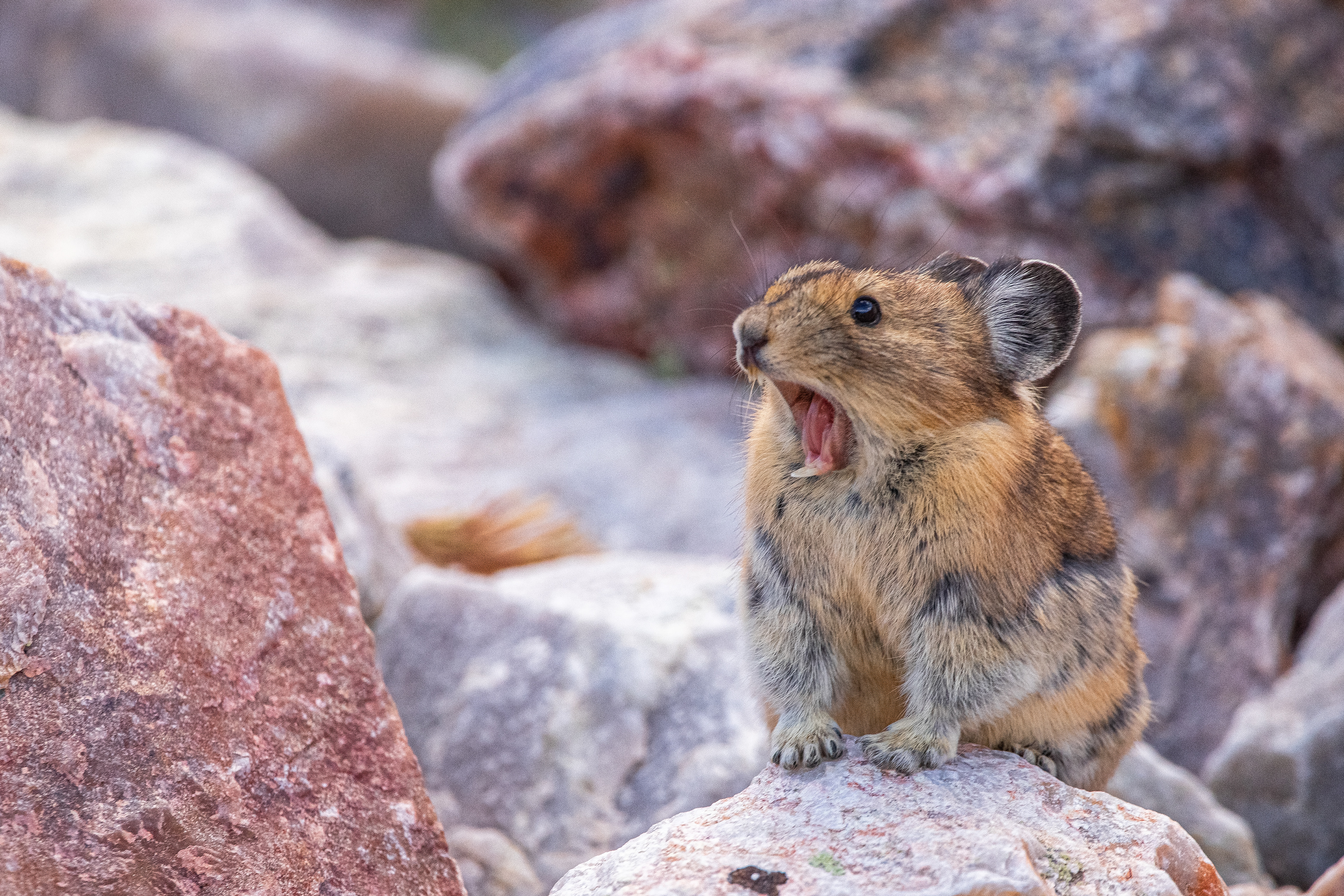 Aaaaaaa