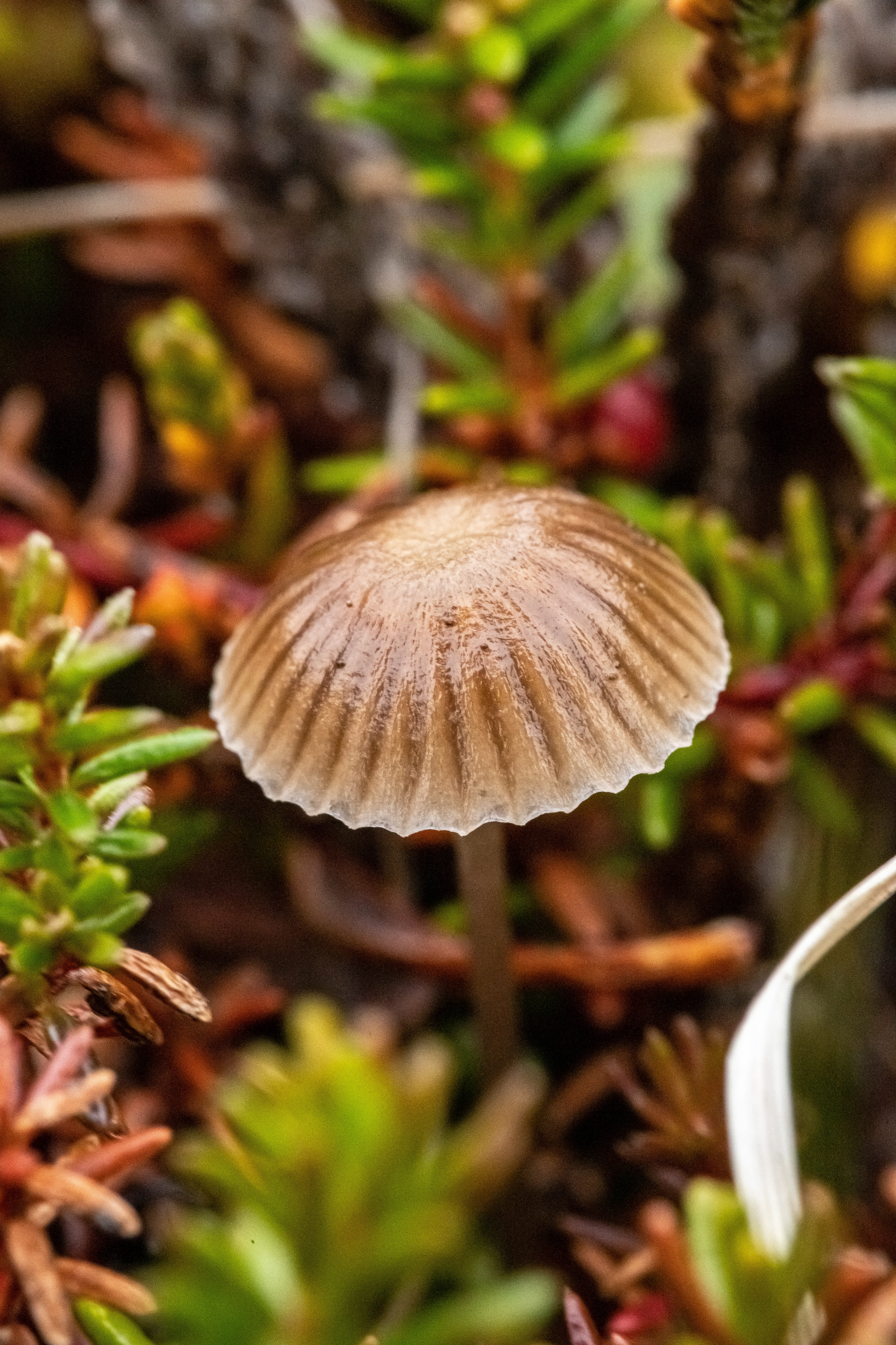 Tundra Mushroom