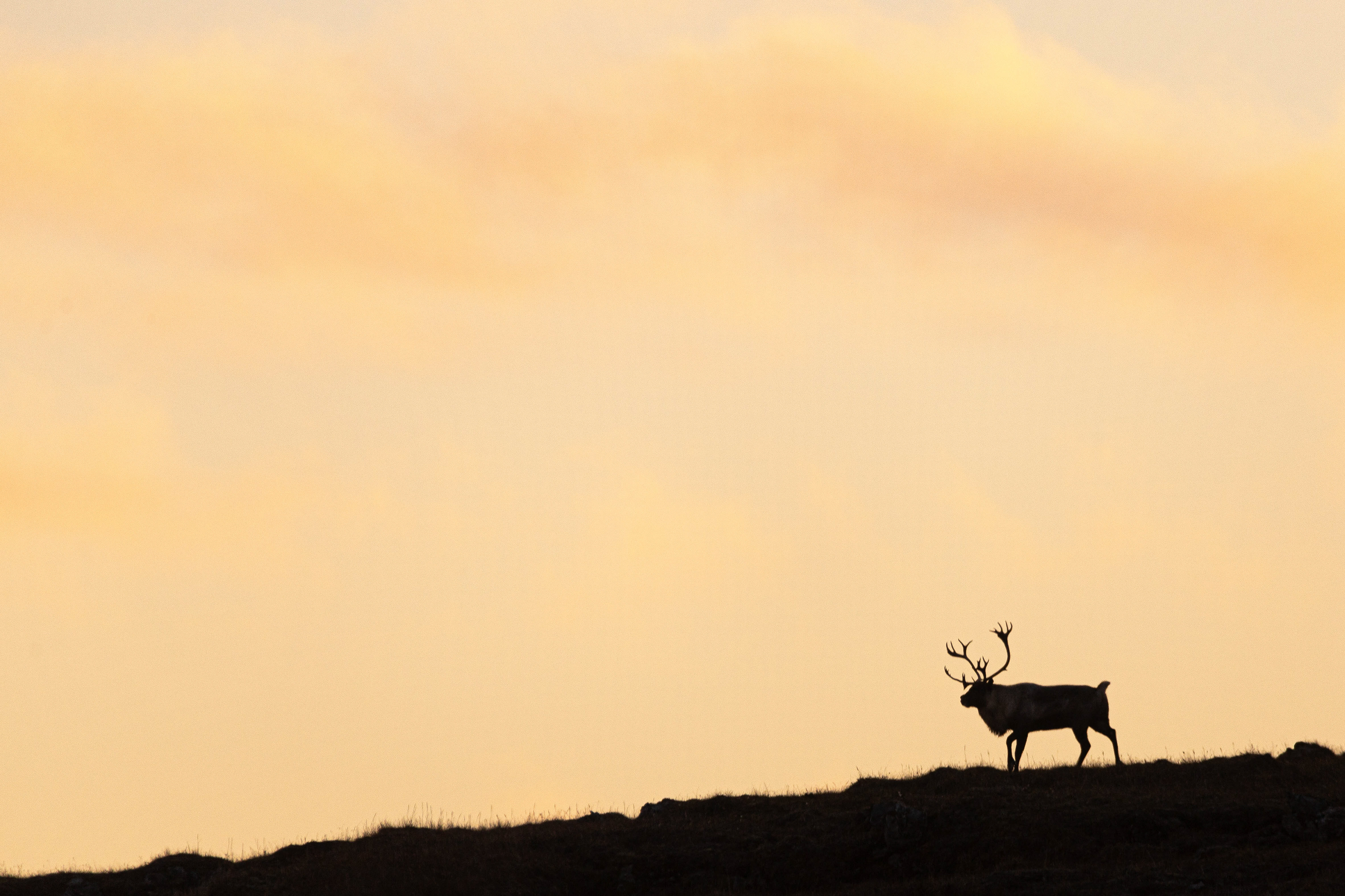 Reindeer Silhouette