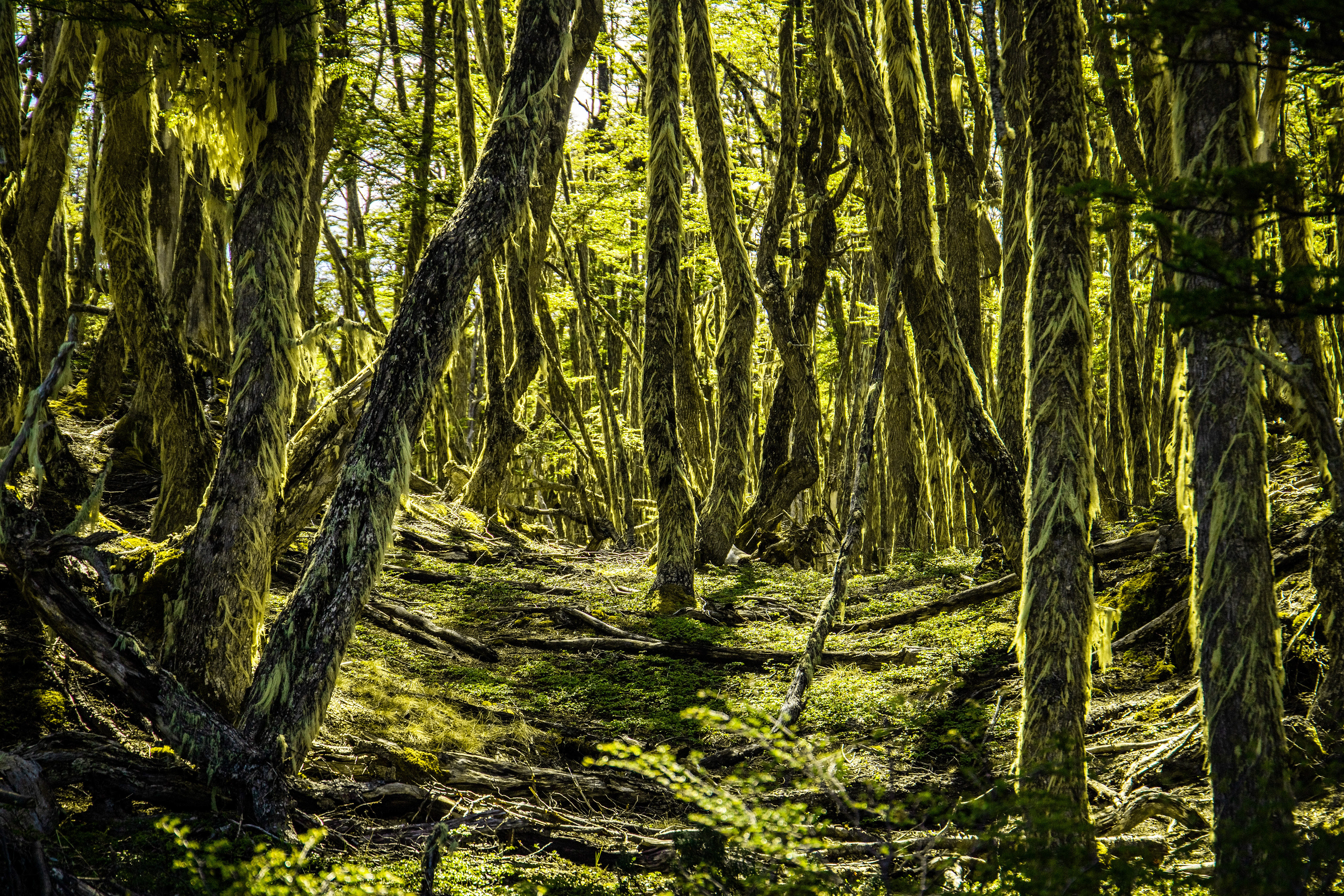 Mossy Forest, Argentina