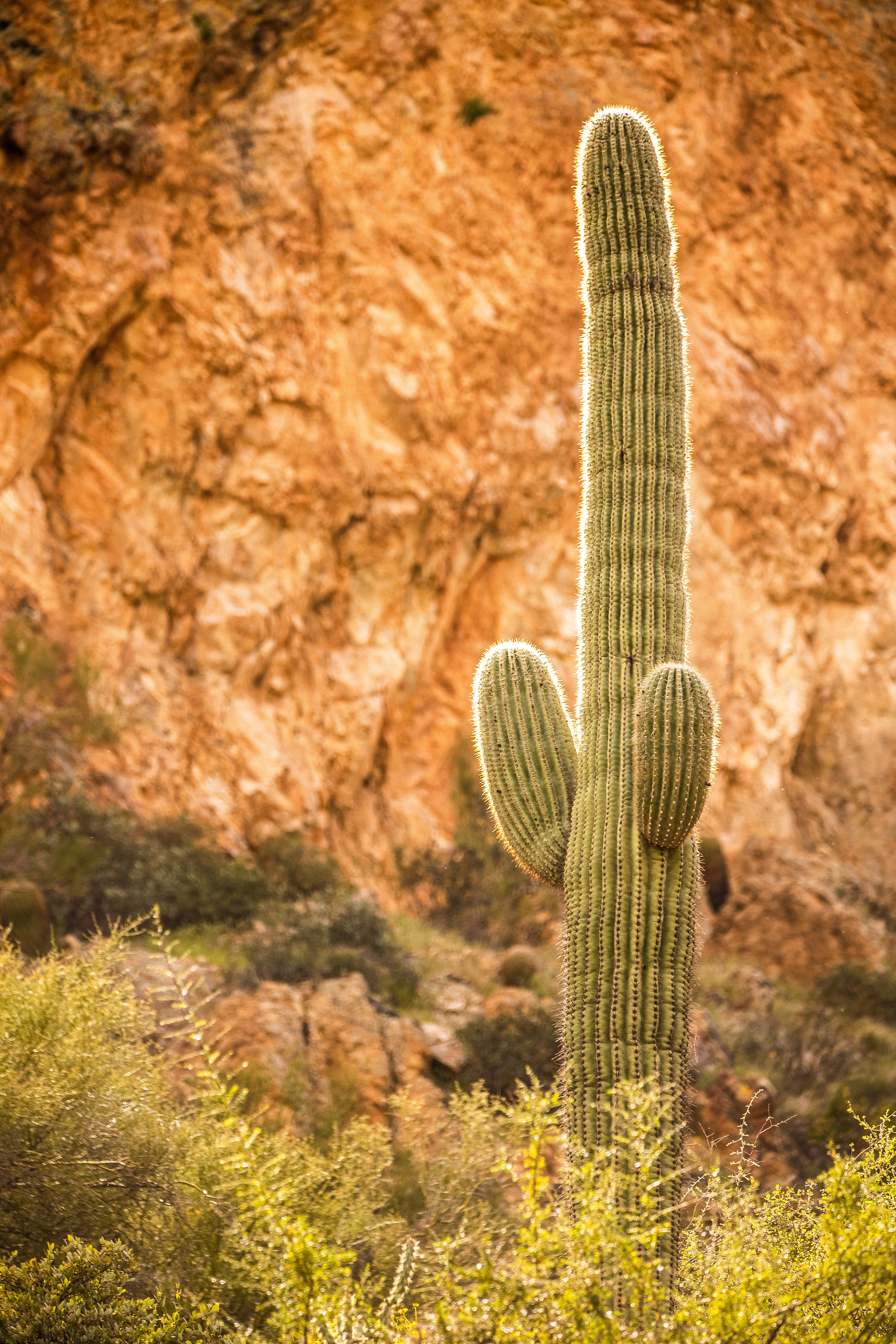 Canyon Saguaro