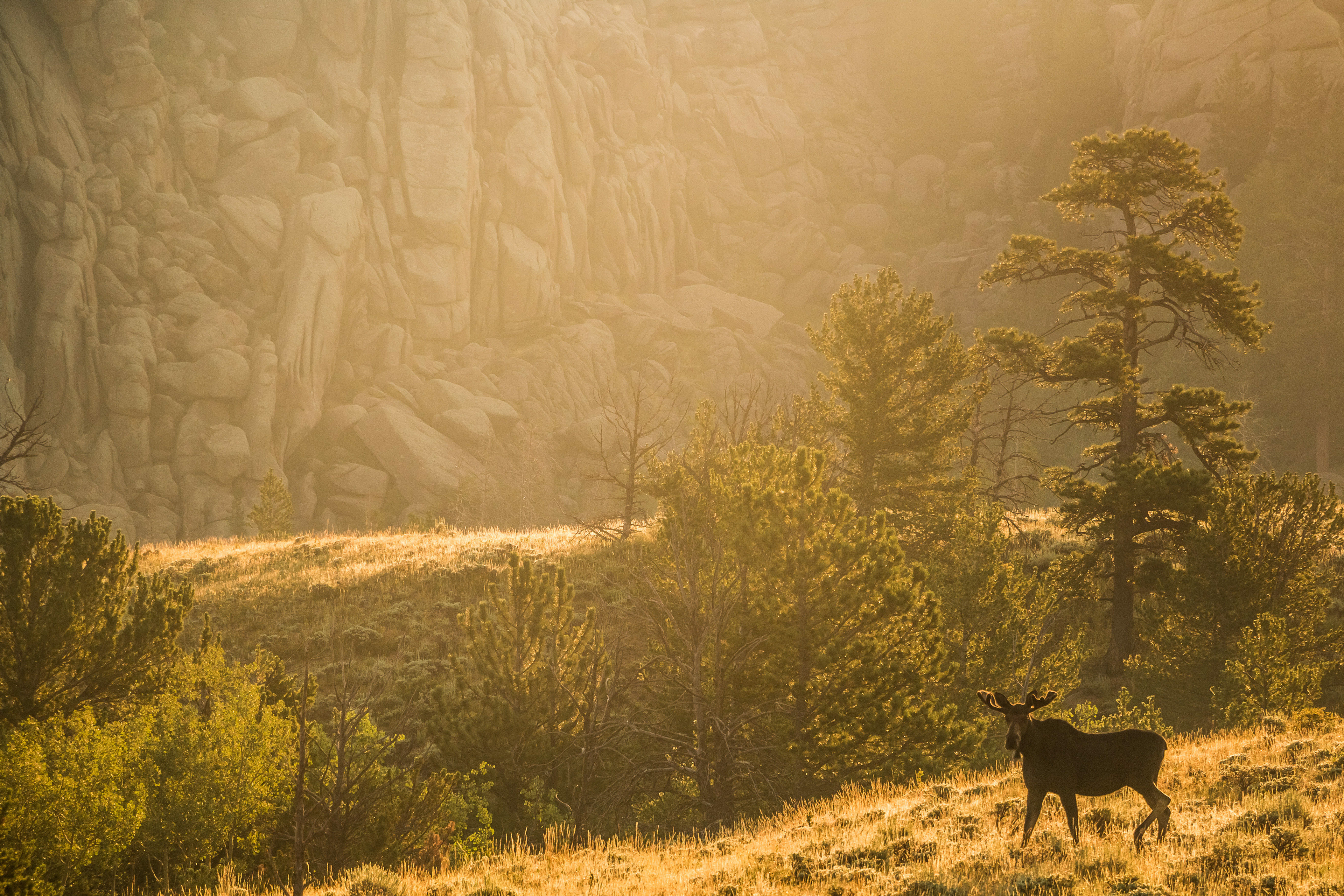 Dawn Moose 2