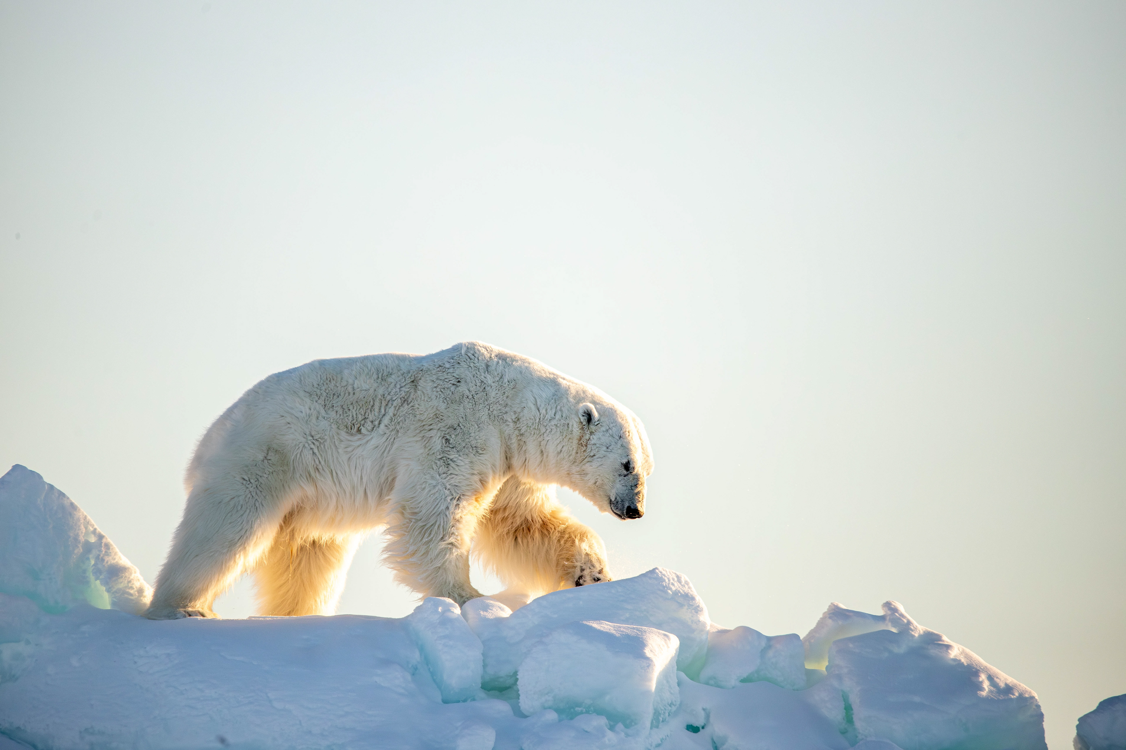 King Polar Bear 1