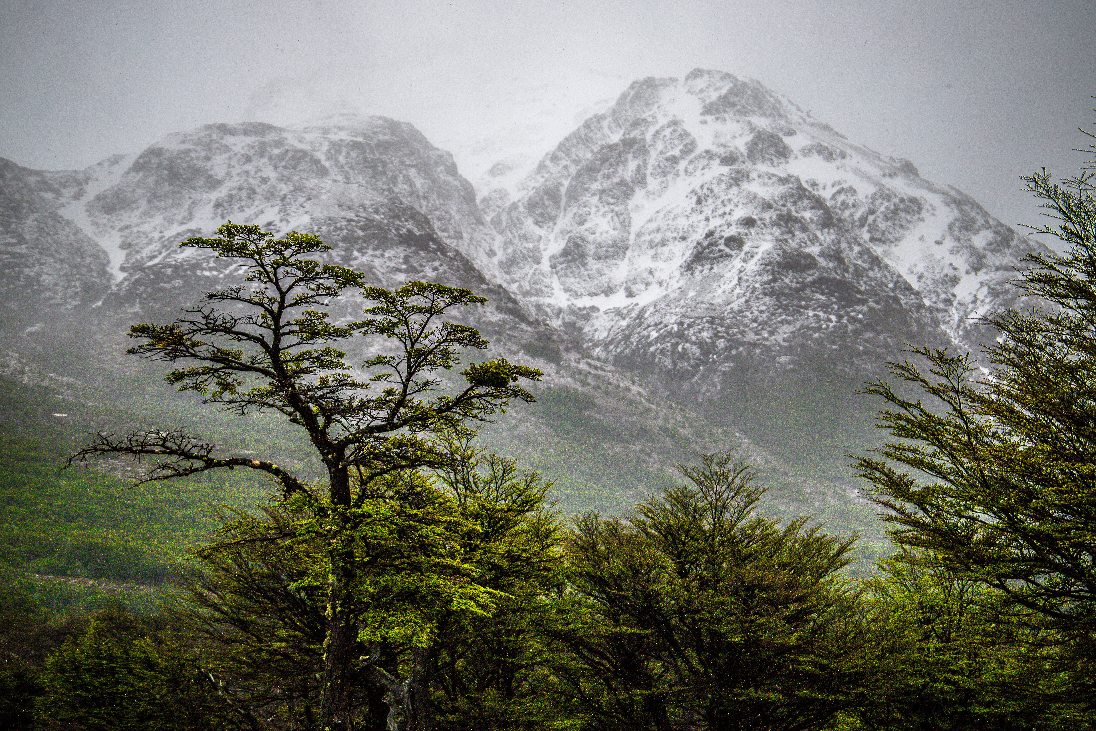 Beech Mountains, Argentina