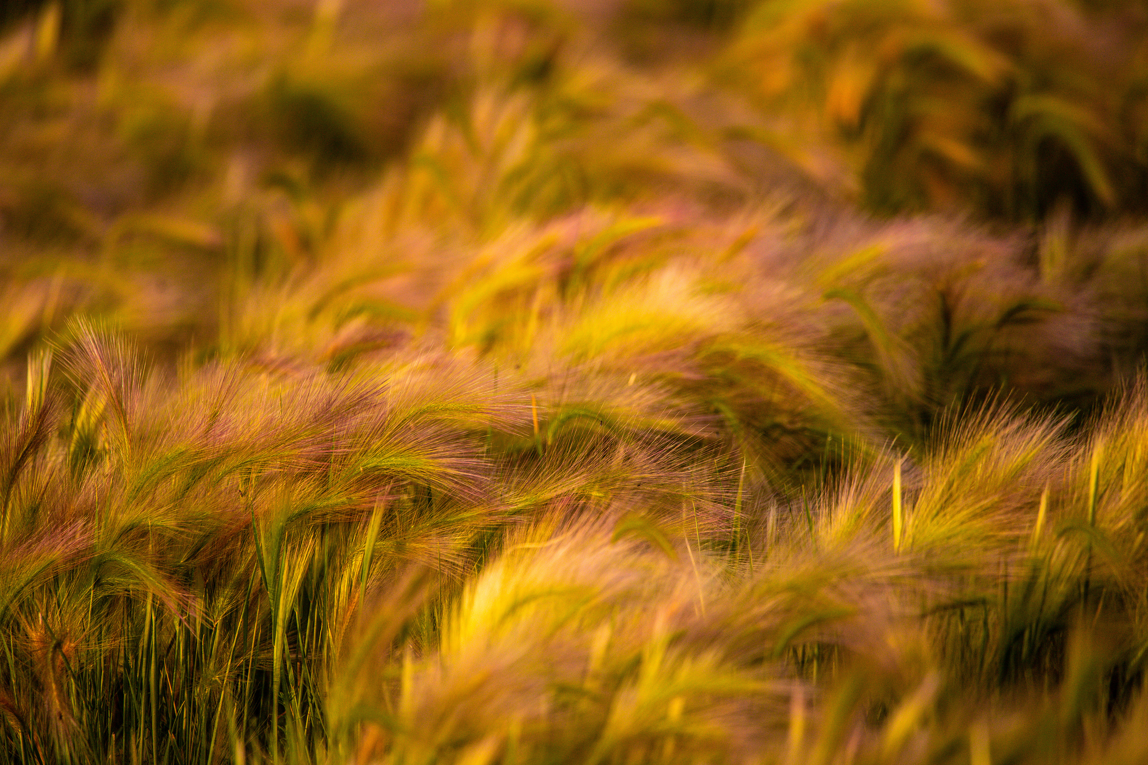 Foxtail Grass