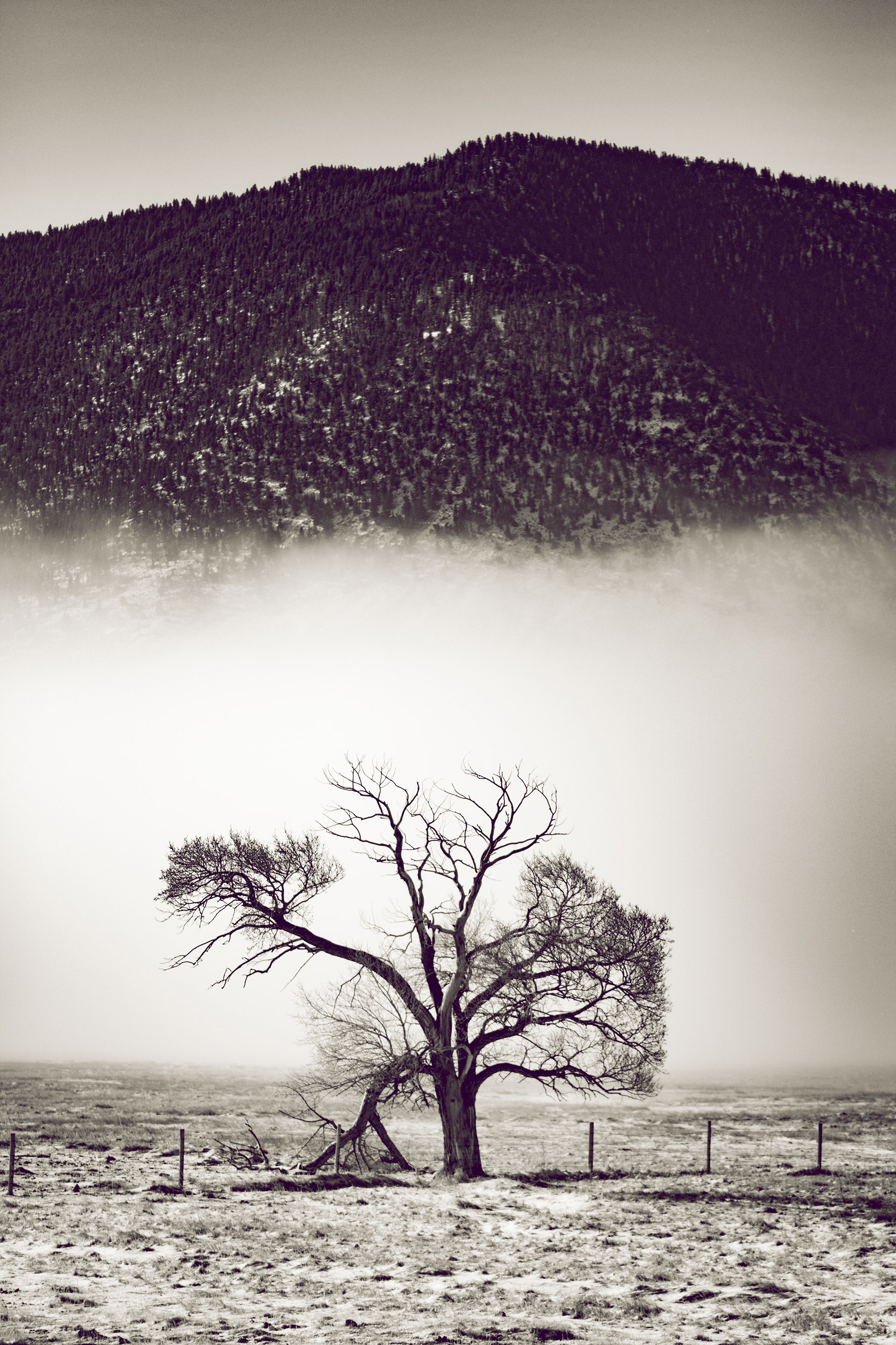 Lone Cottonwood