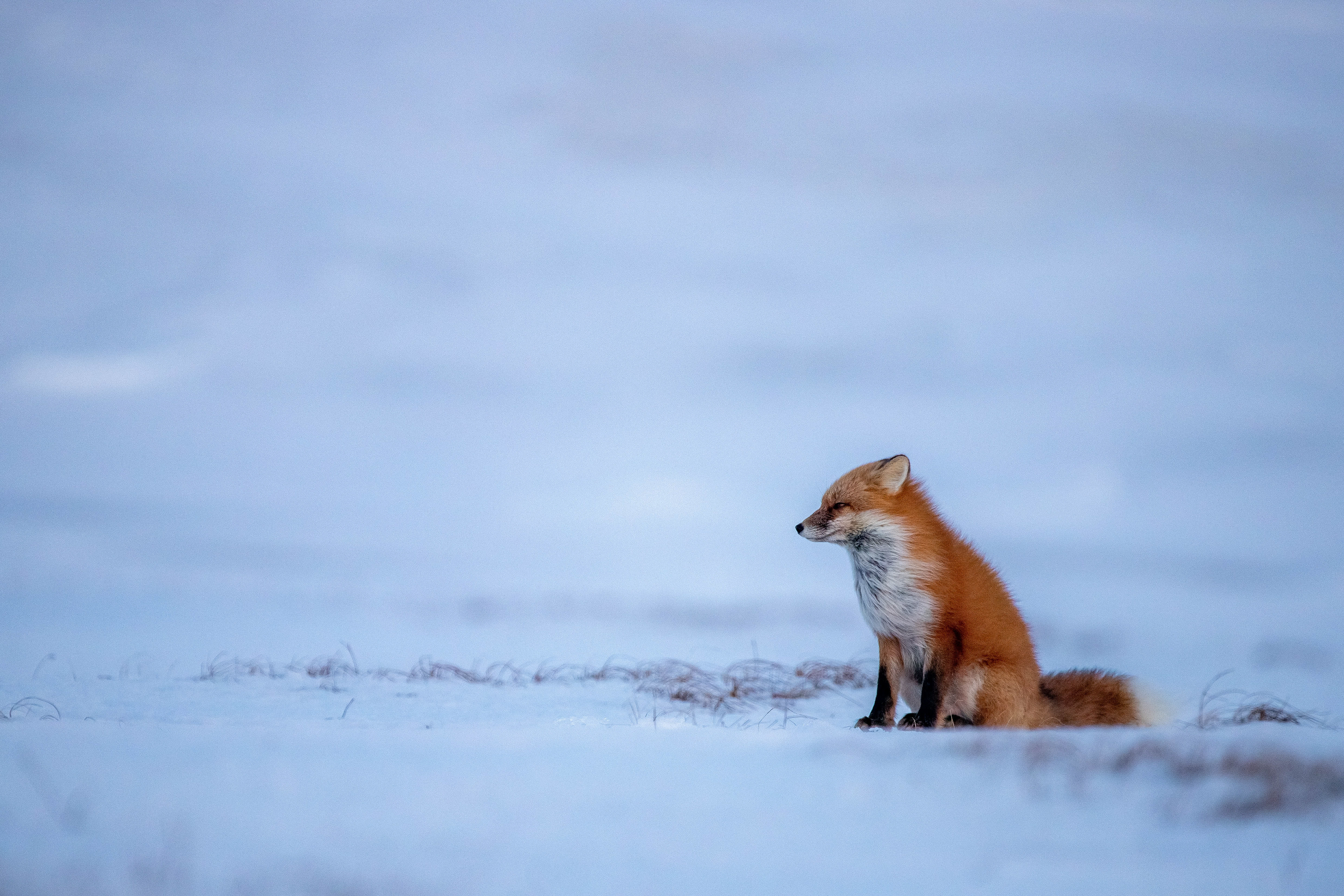 Windy Red Fox