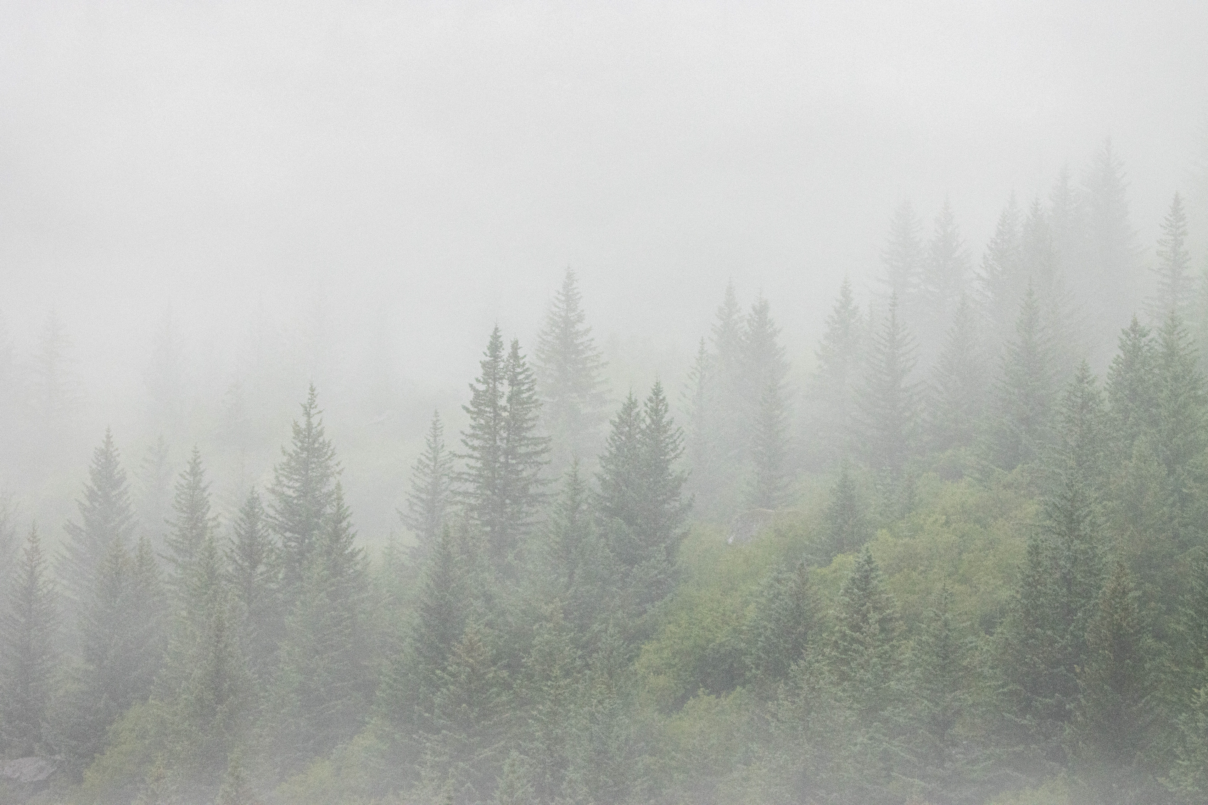 Foggy Forest