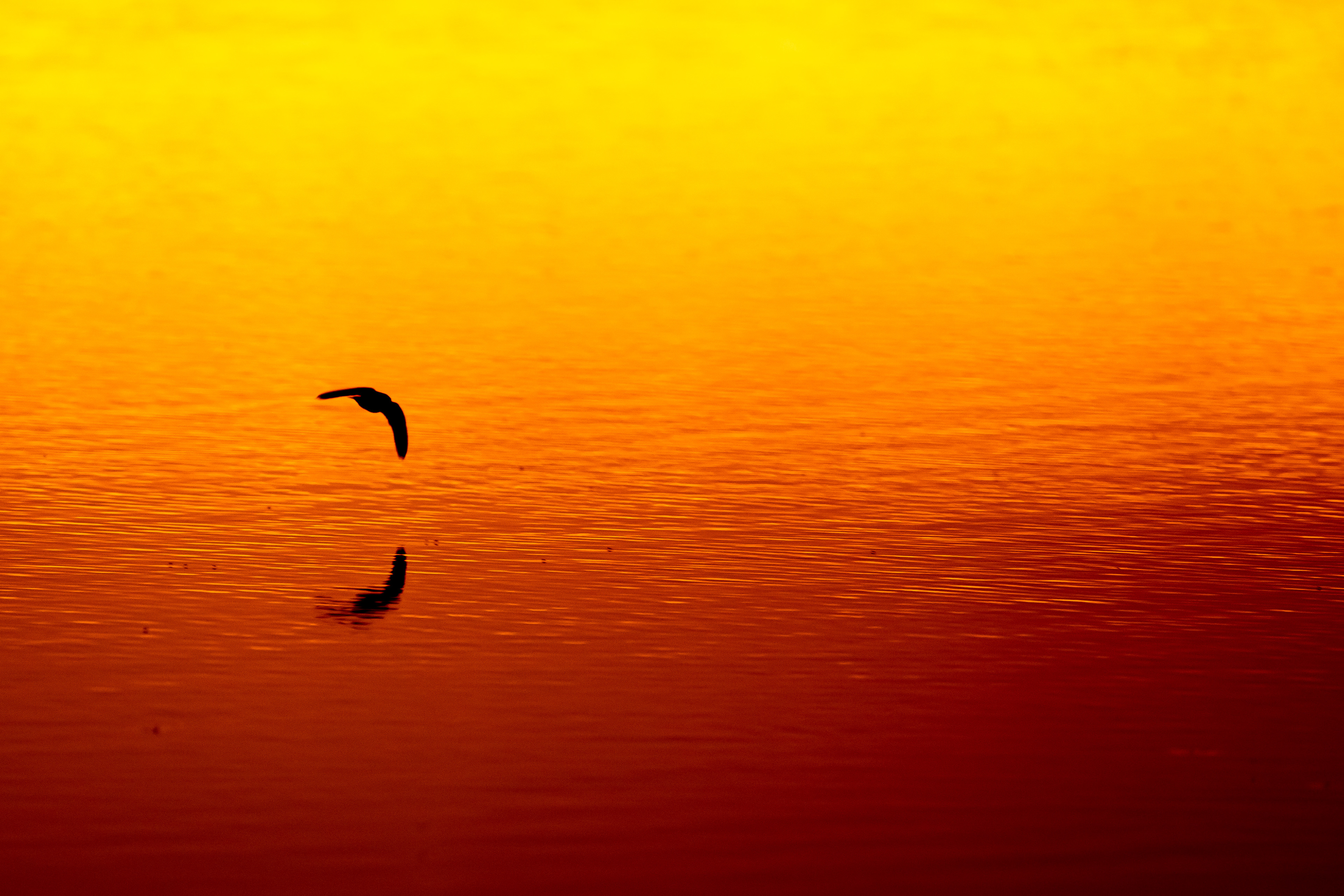 Swallowing the Dawn
