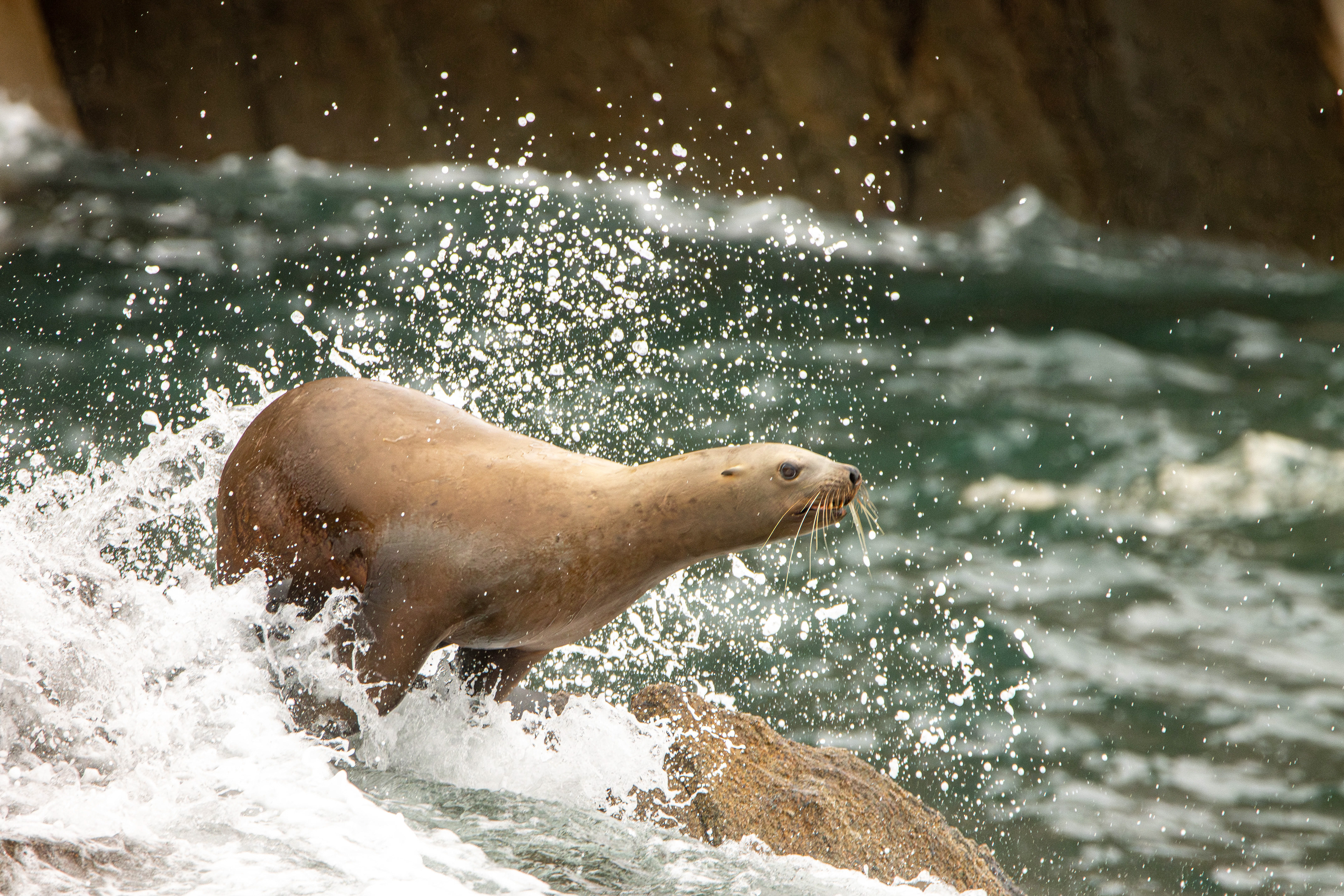 Stellar Sea Lion, Alaska