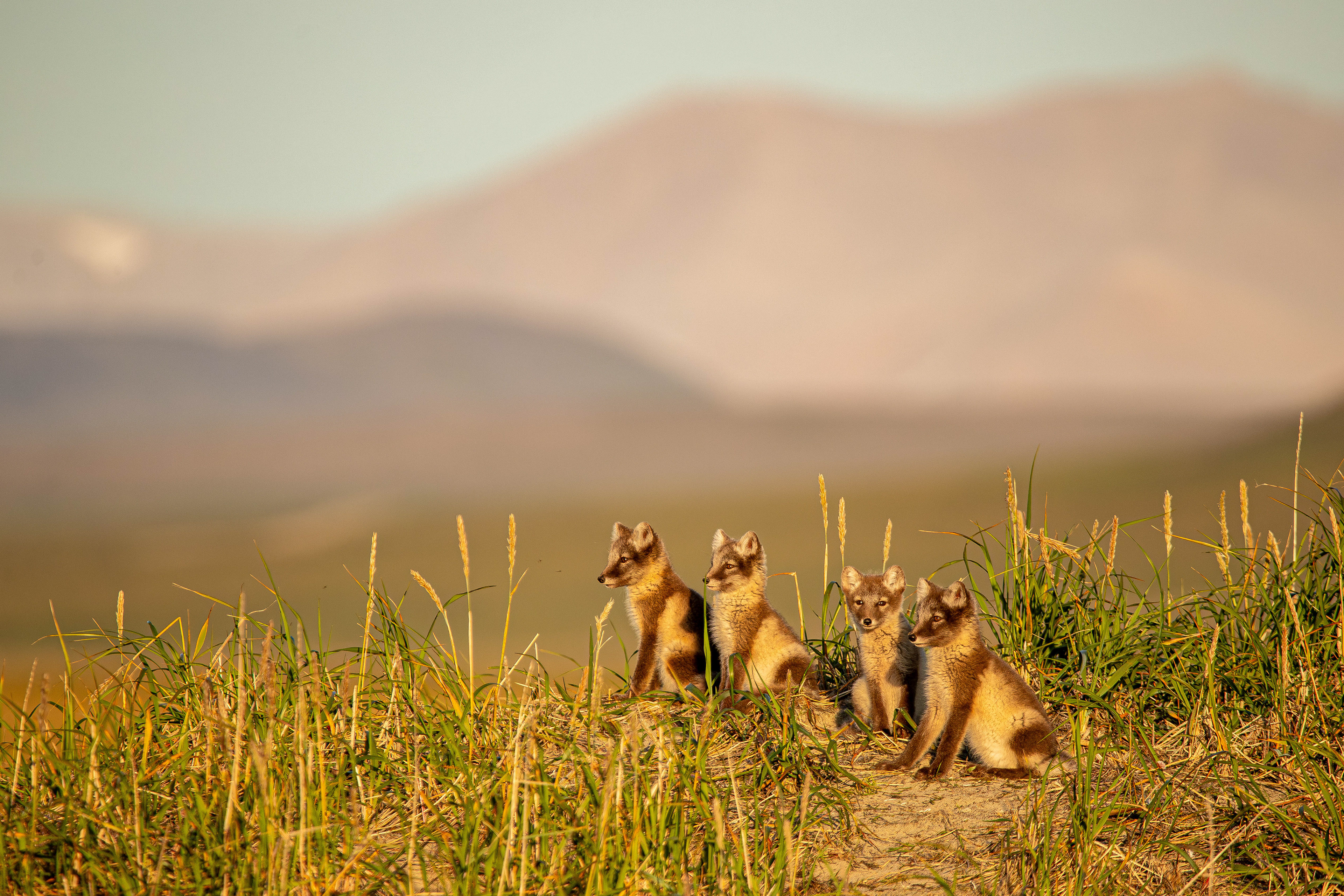 Fox Kit Family