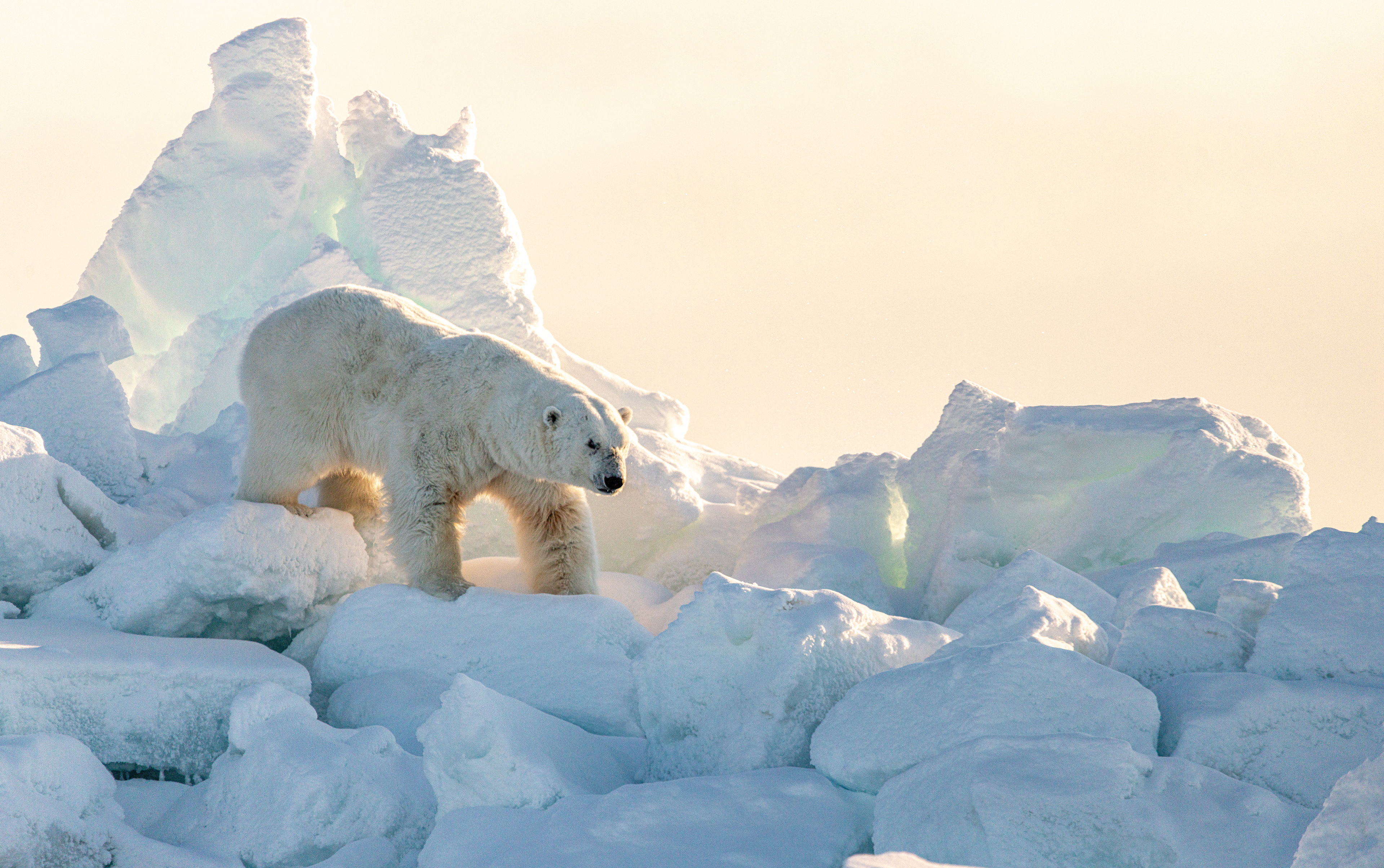 King Polar Bear 2