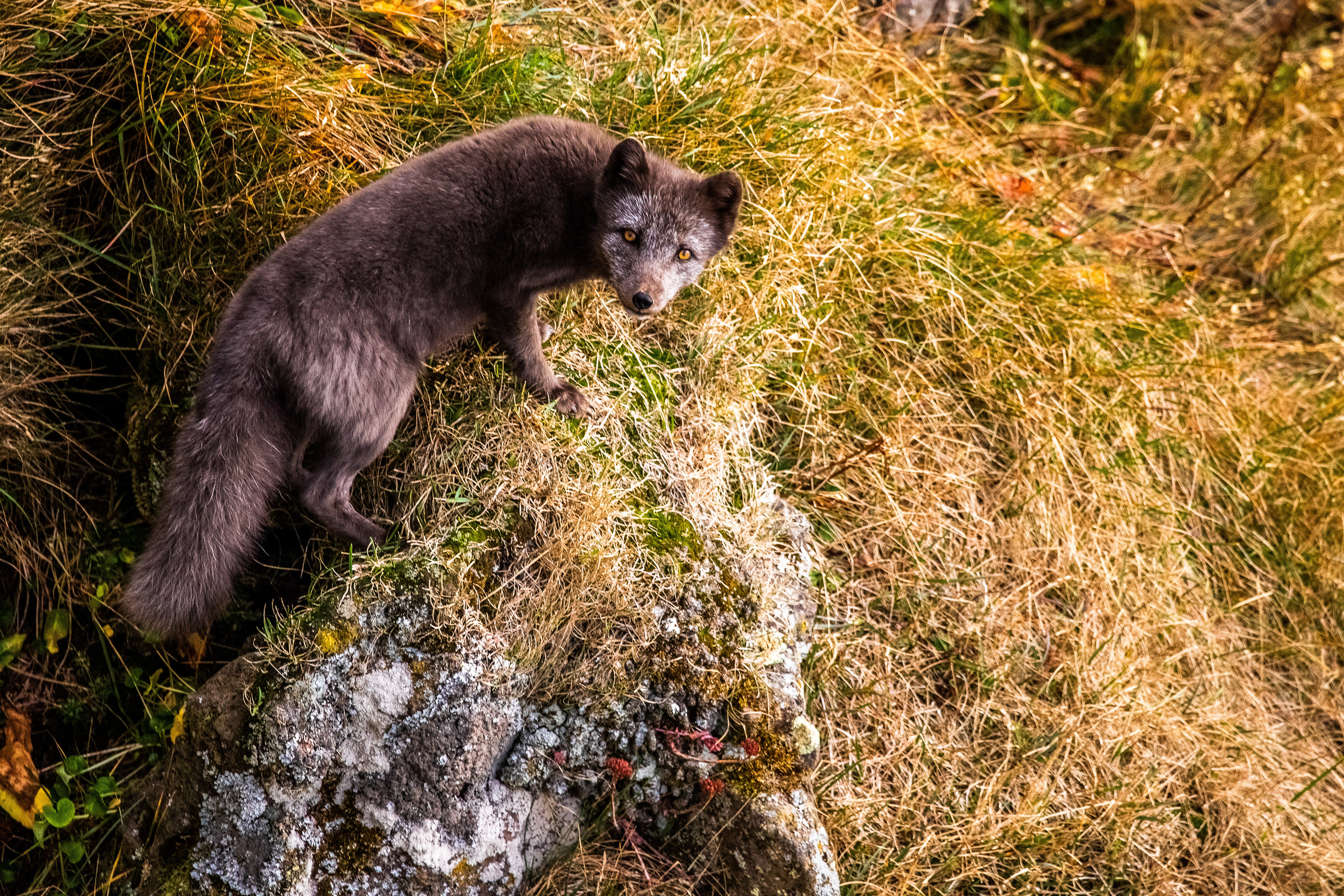 Arctic Fox (Iceland)