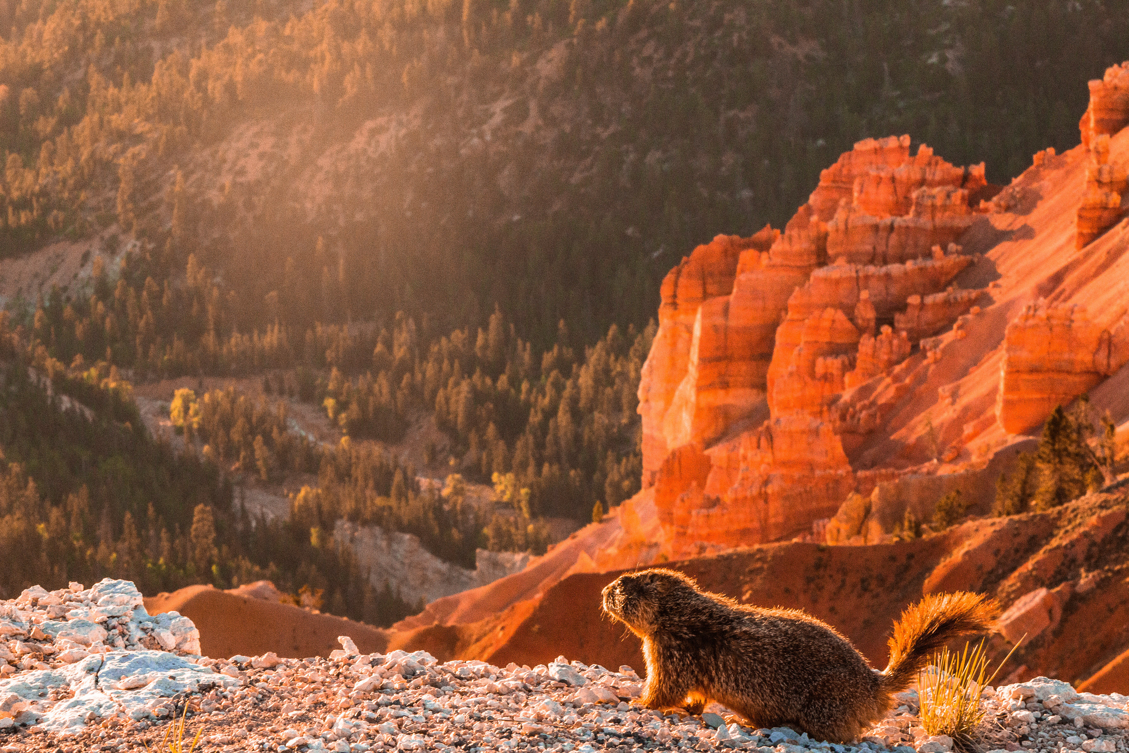 Hoodoo Marmot
