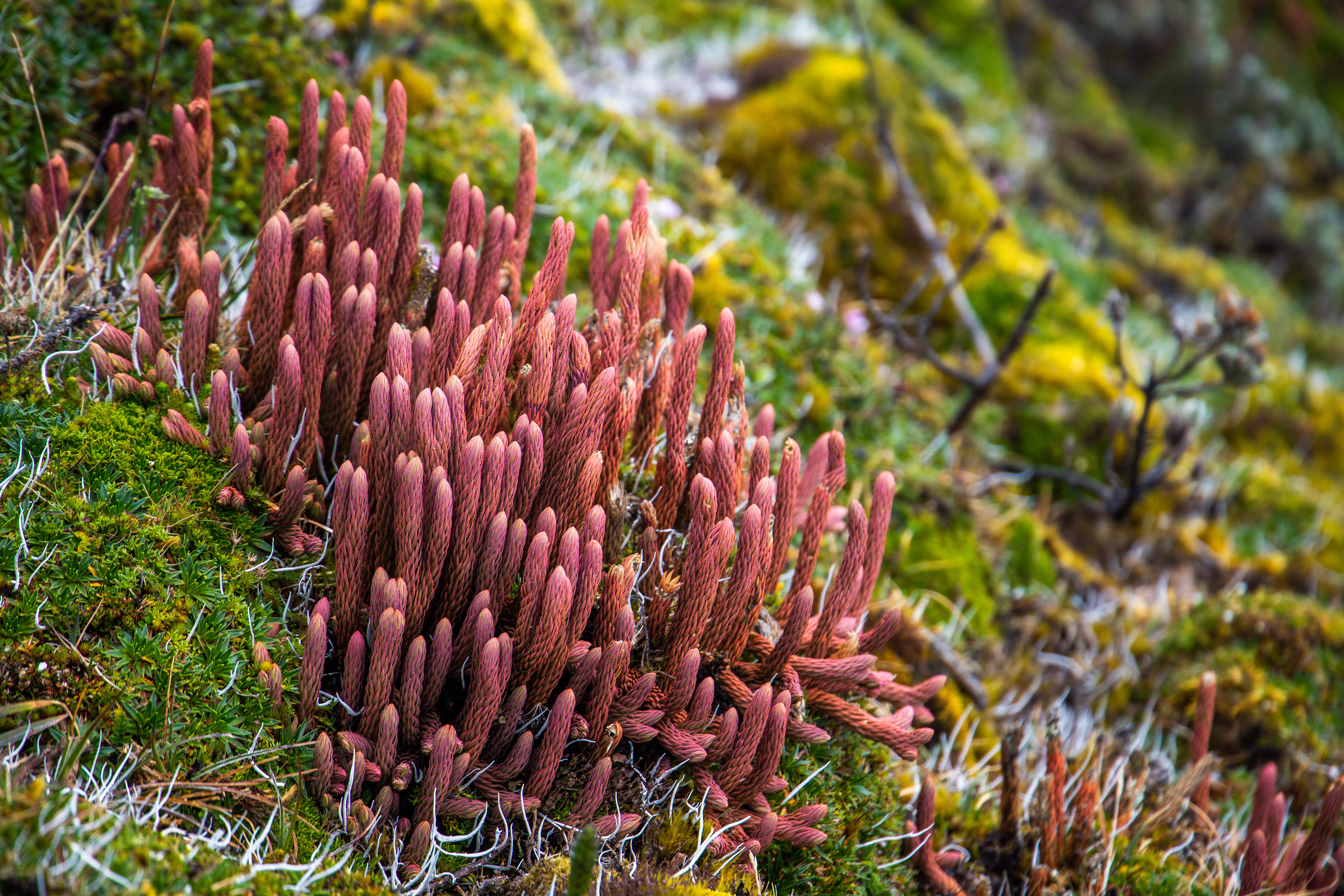 Cayambe Fingers, Ecuador